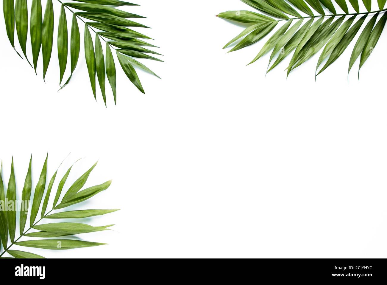 green palm leaf branches on white background. flat lay, top view Stock ...
