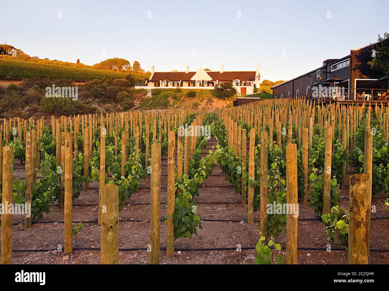 Aaldering Wine Estate, Stellenbosch, DEvon Valley, South Africa Stock Photo