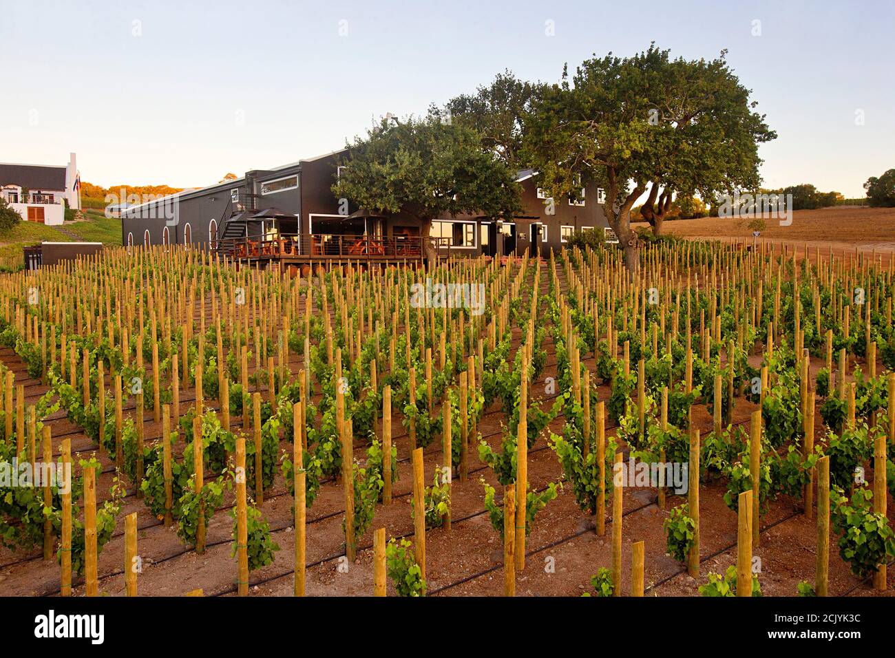 Aaldering Wine Estate, Stellenbosch, DEvon Valley, South Africa Stock