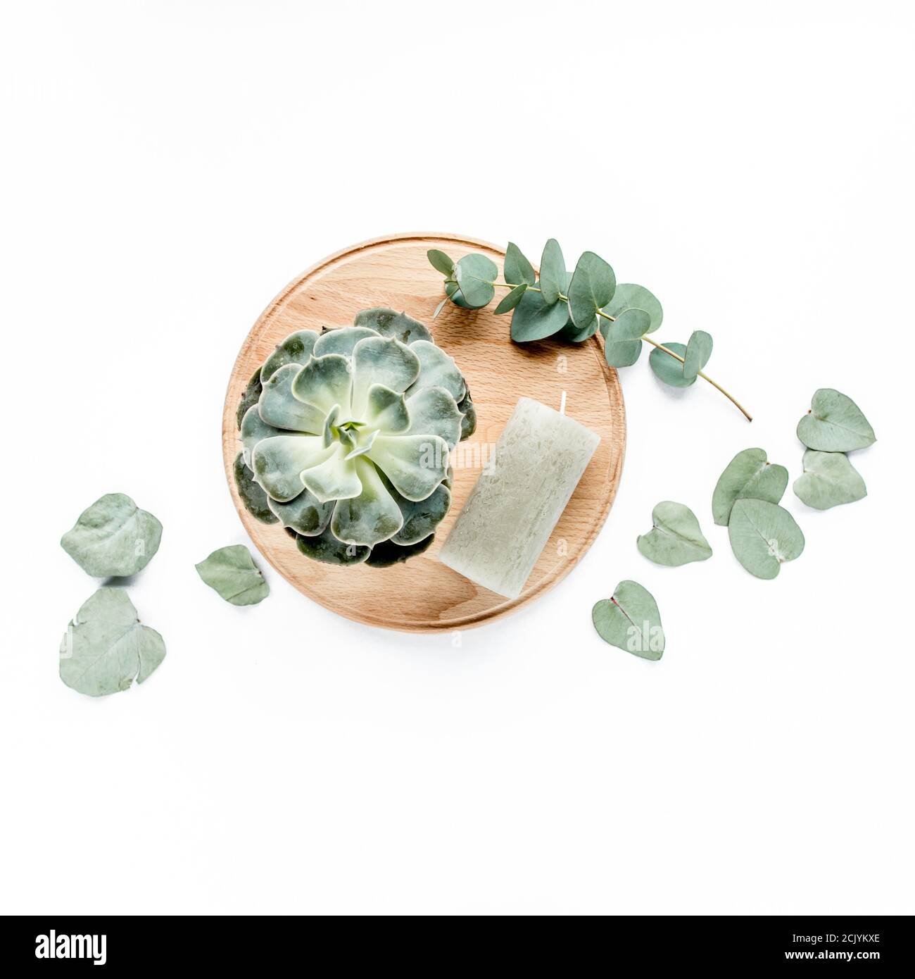 eucalyptus green succulent, candle, leaves isolated on white background ...