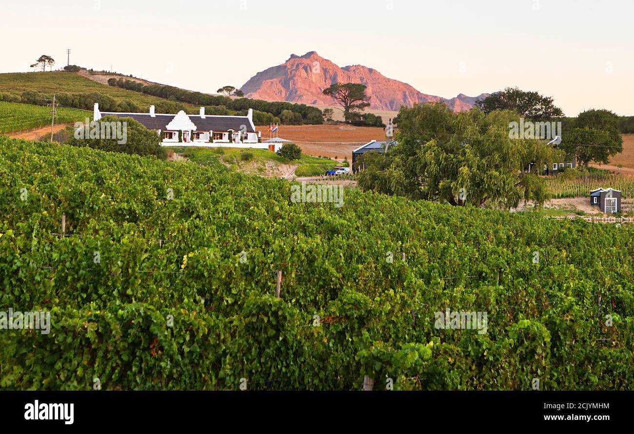 Aaldering Wine Estate, Stellenbosch, DEvon Valley, South Africa Stock