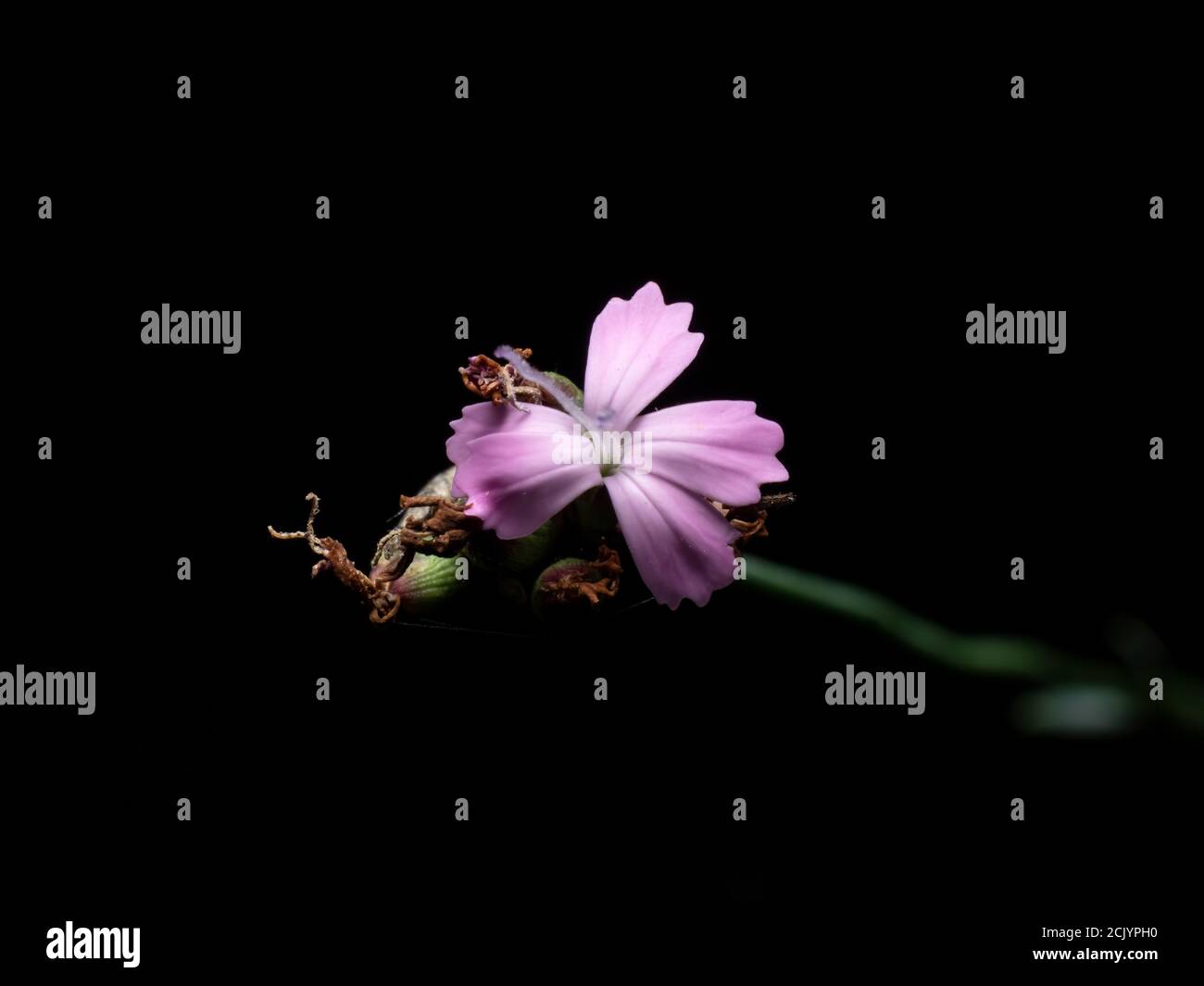 Black forest flower hi-res stock photography and images - Alamy