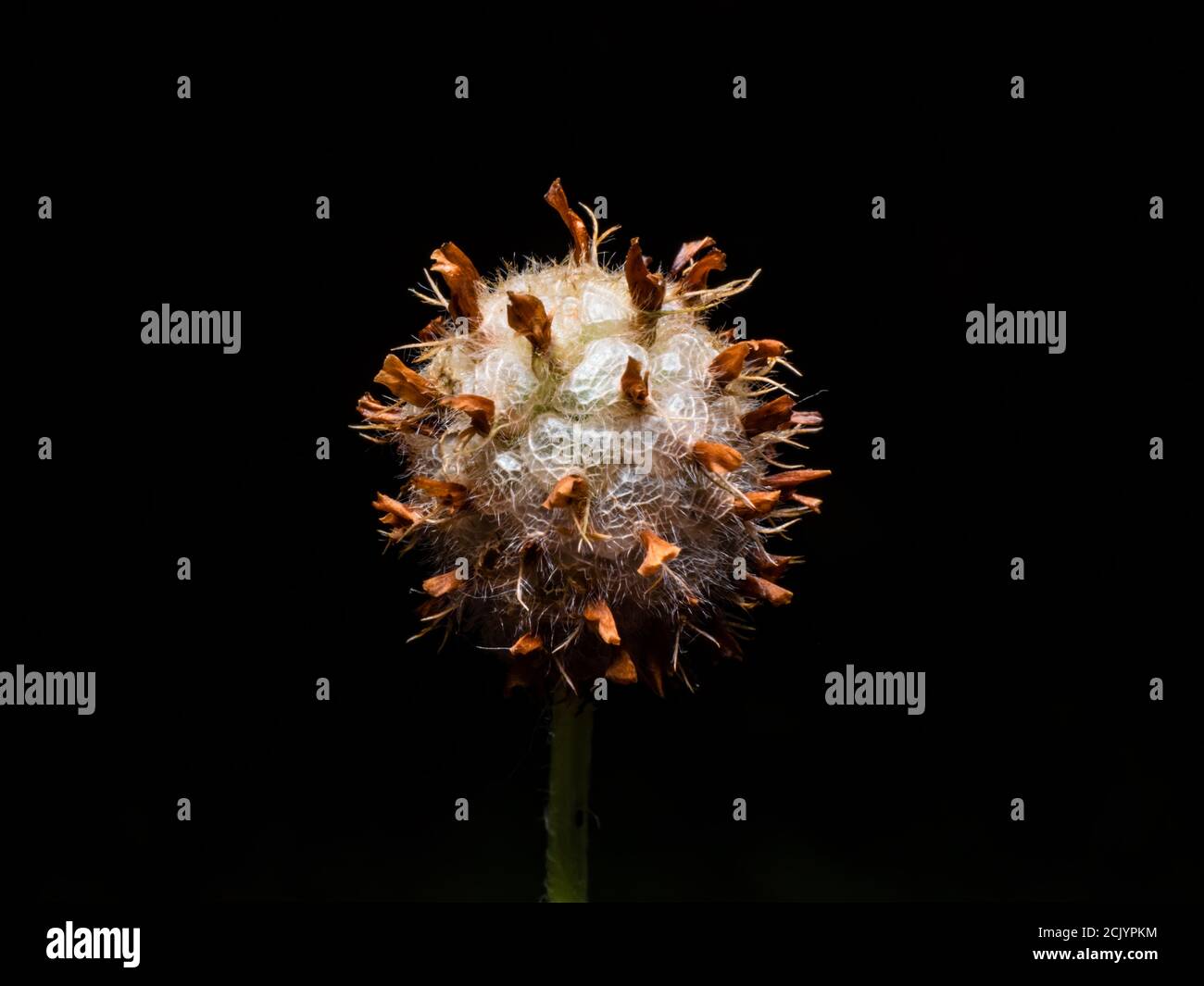 Dry flower in deep forest Stock Photo
