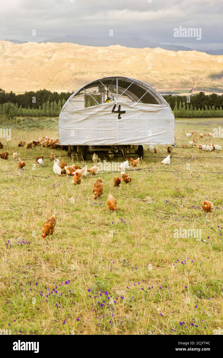 FreeRange chickens at Boschendal Farm, Stellenbosch, South Africa
