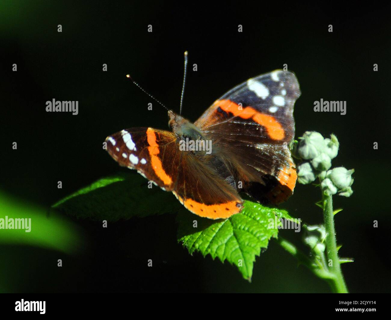 RED ADMIRAL BUTTERFLY Stock Photo