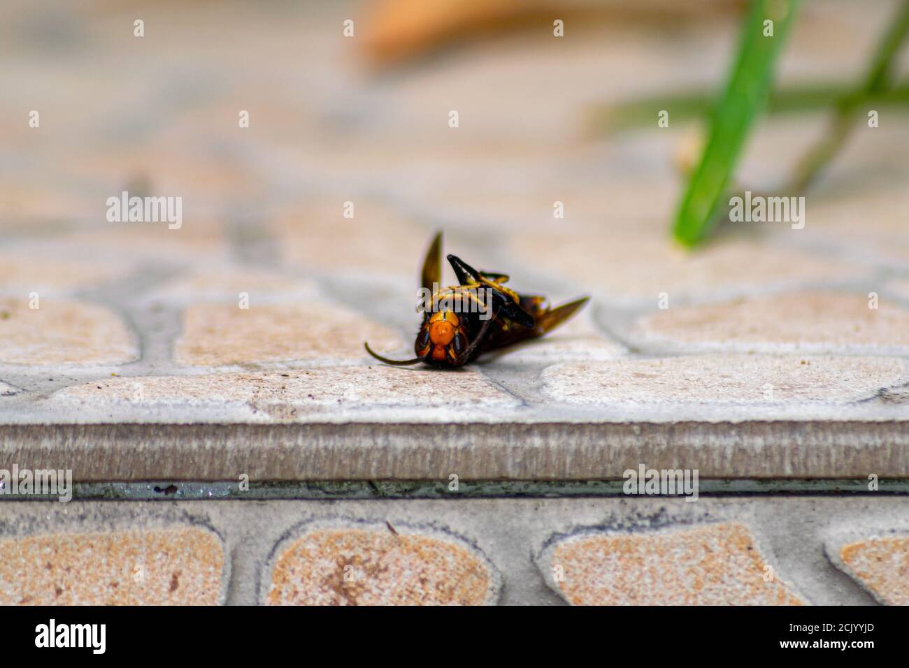 Asian hornet wasp dead on his back in Portugal year 2020 Stock Photo