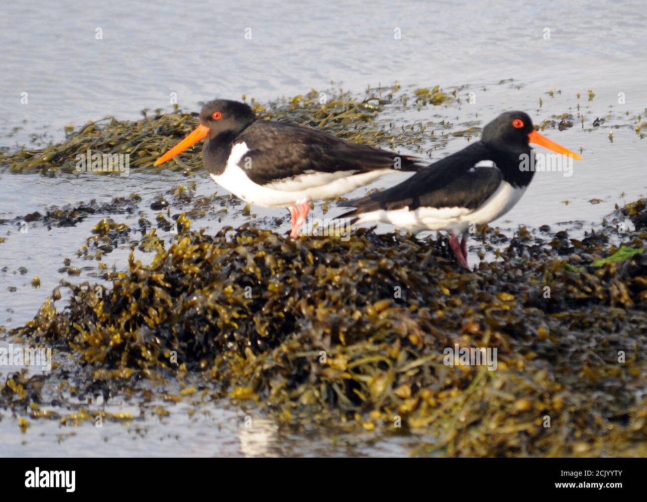 OYSTER CATCHER Stock Photo