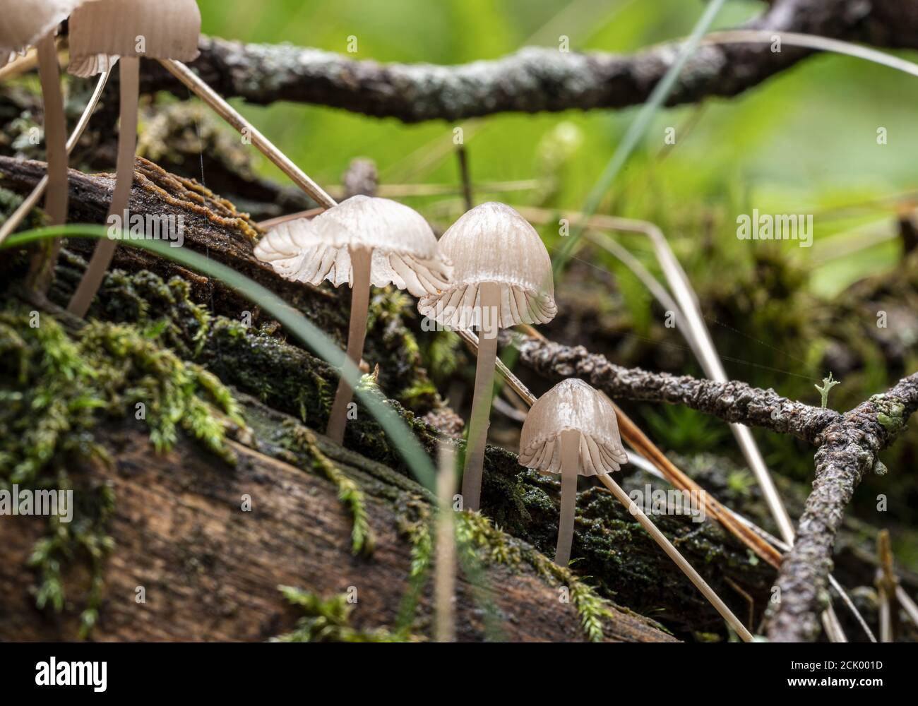 Closeup shot of wild mushrooms in the forest Stock Photo - Alamy