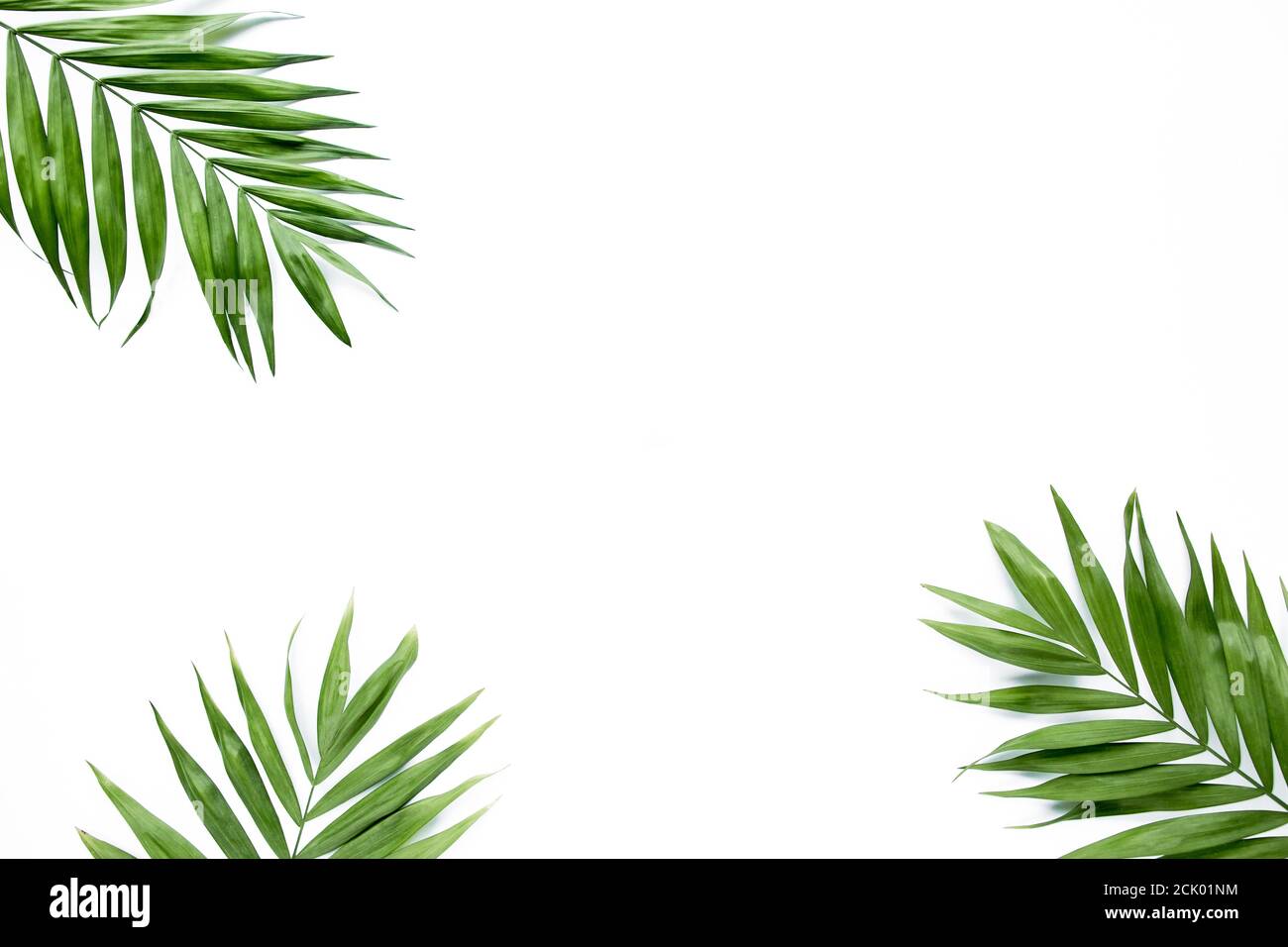 green palm leaf branches on white background. flat lay, top view Stock ...
