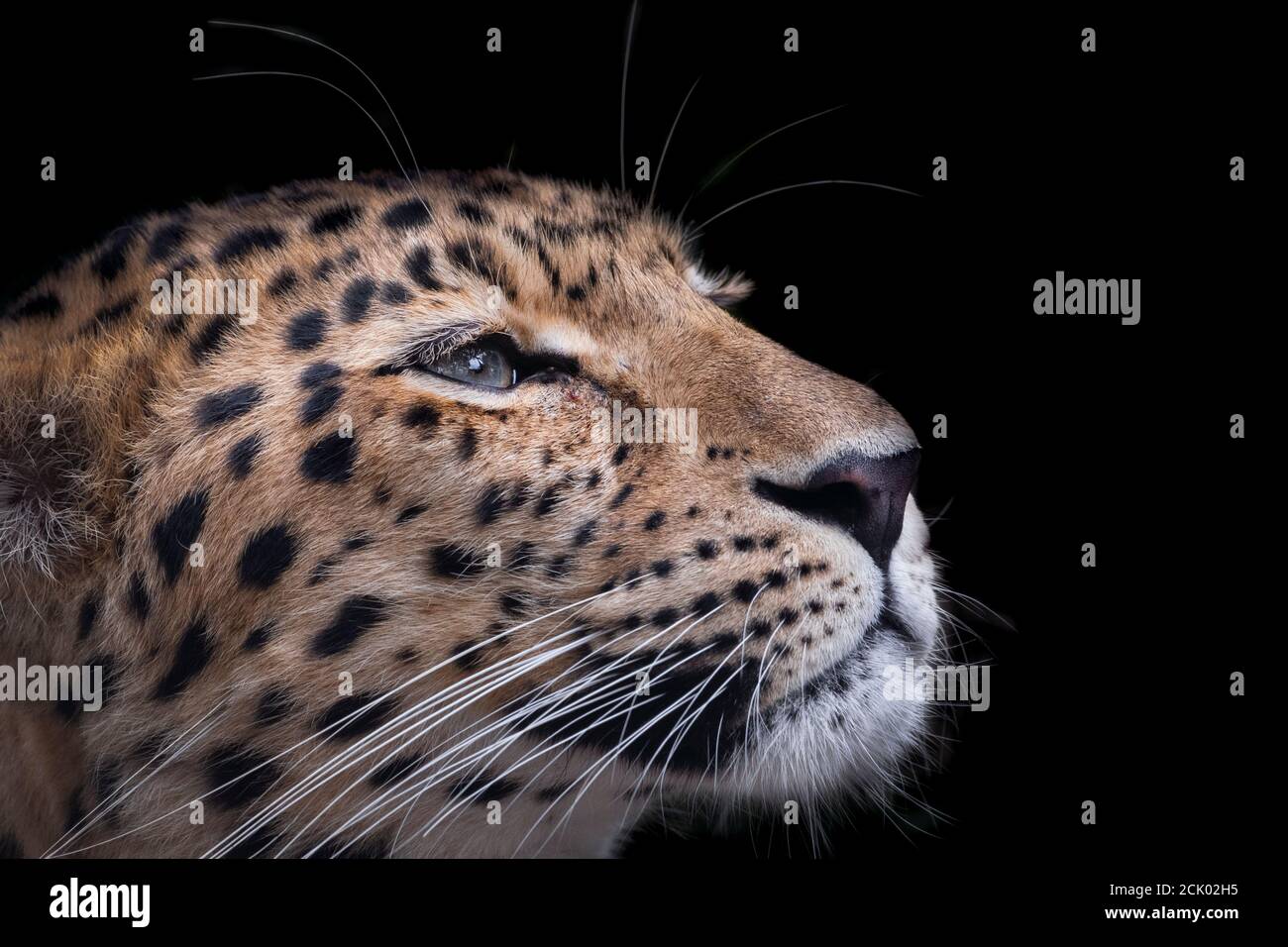 Female amur leopard hi-res stock photography and images - Alamy