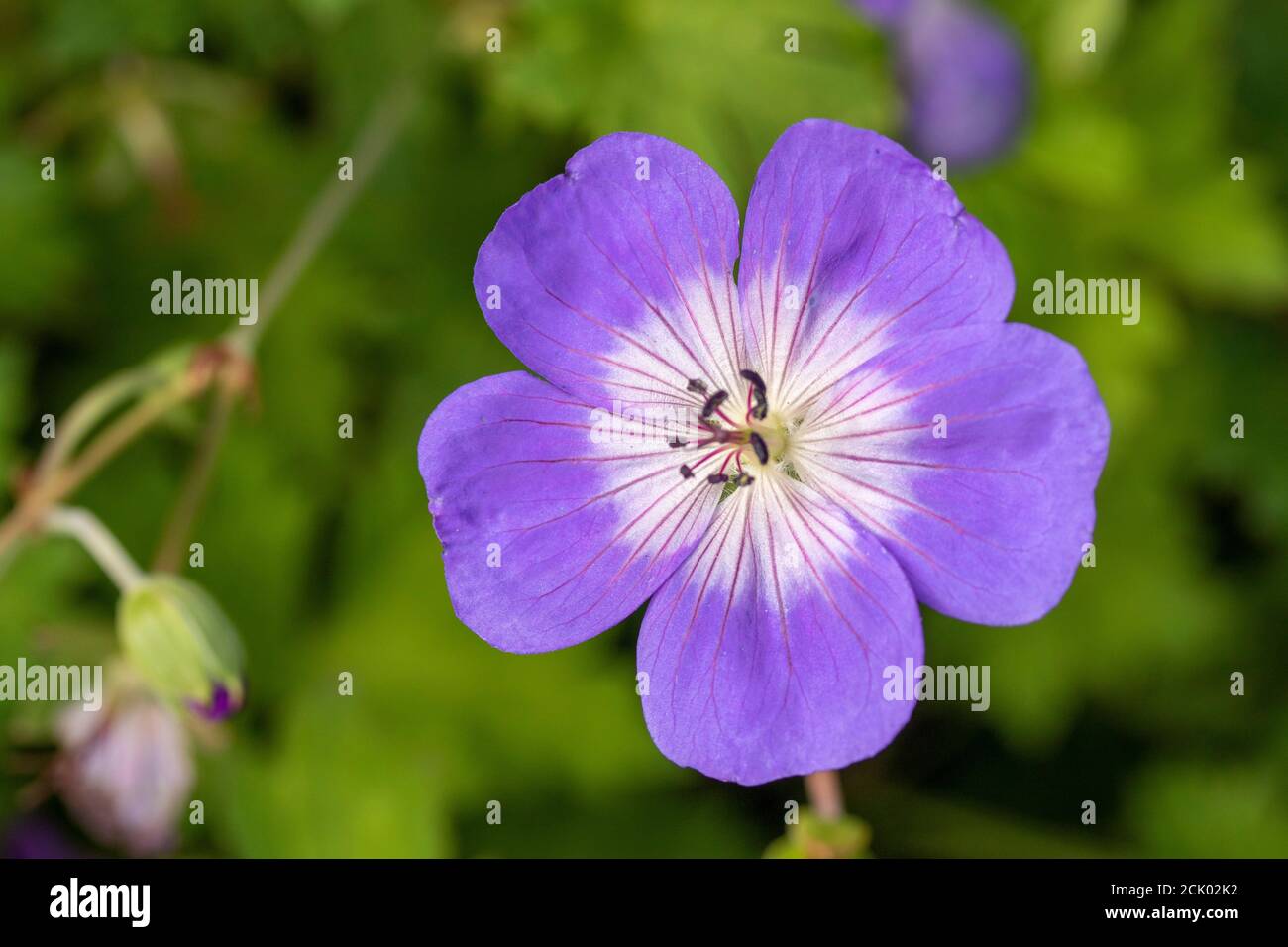 Geranium Rozanne 'Great' flower and foliage close-up Stock Photo