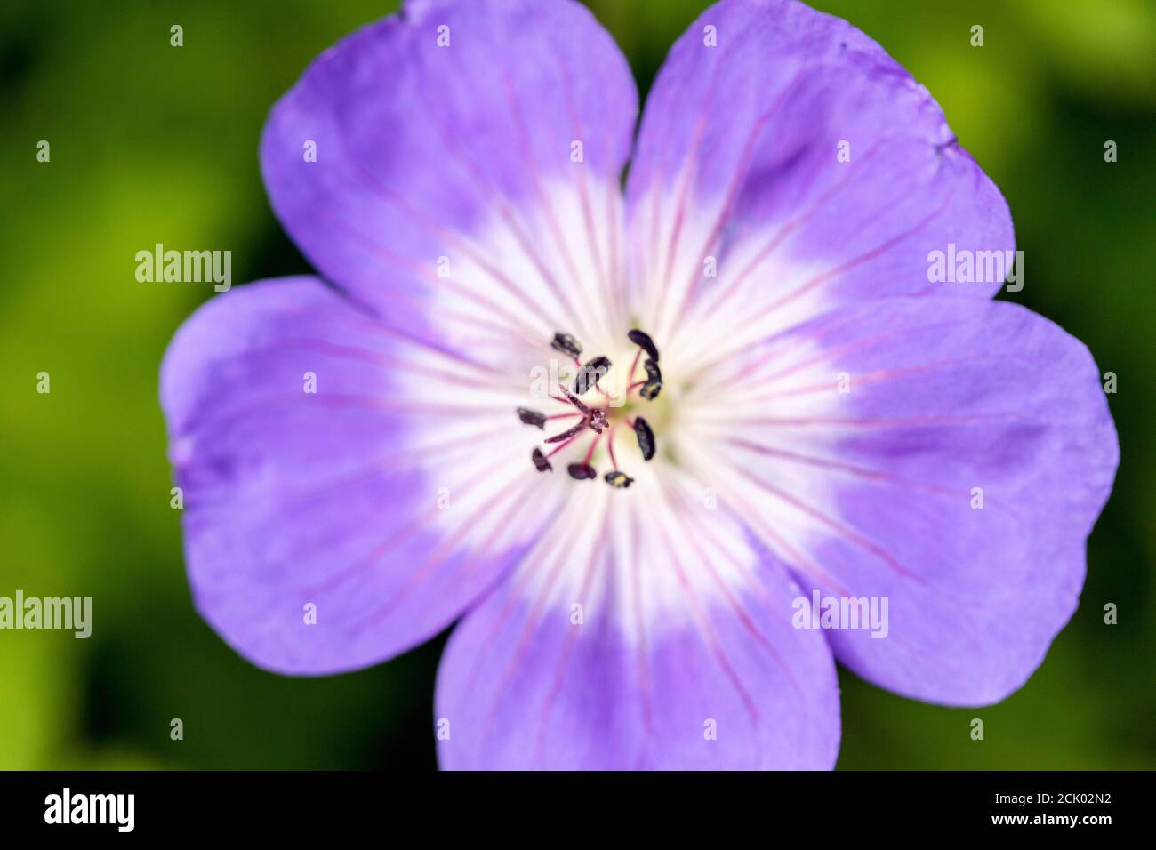 Geranium Rozanne 'Great' flower and foliage close-up Stock Photo