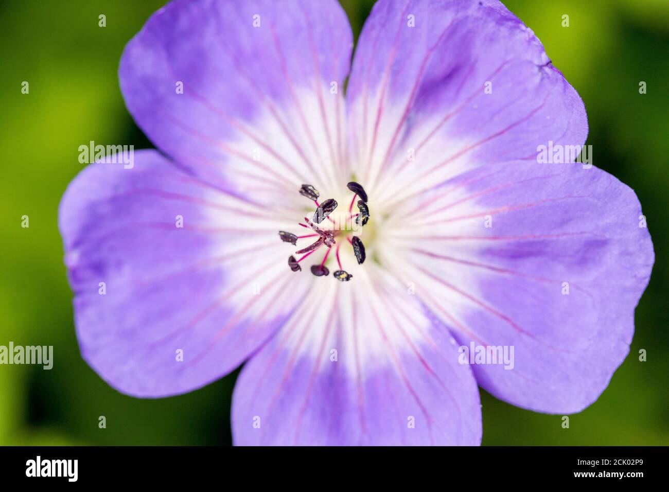 Geranium Rozanne 'Great' flower and foliage close-up Stock Photo