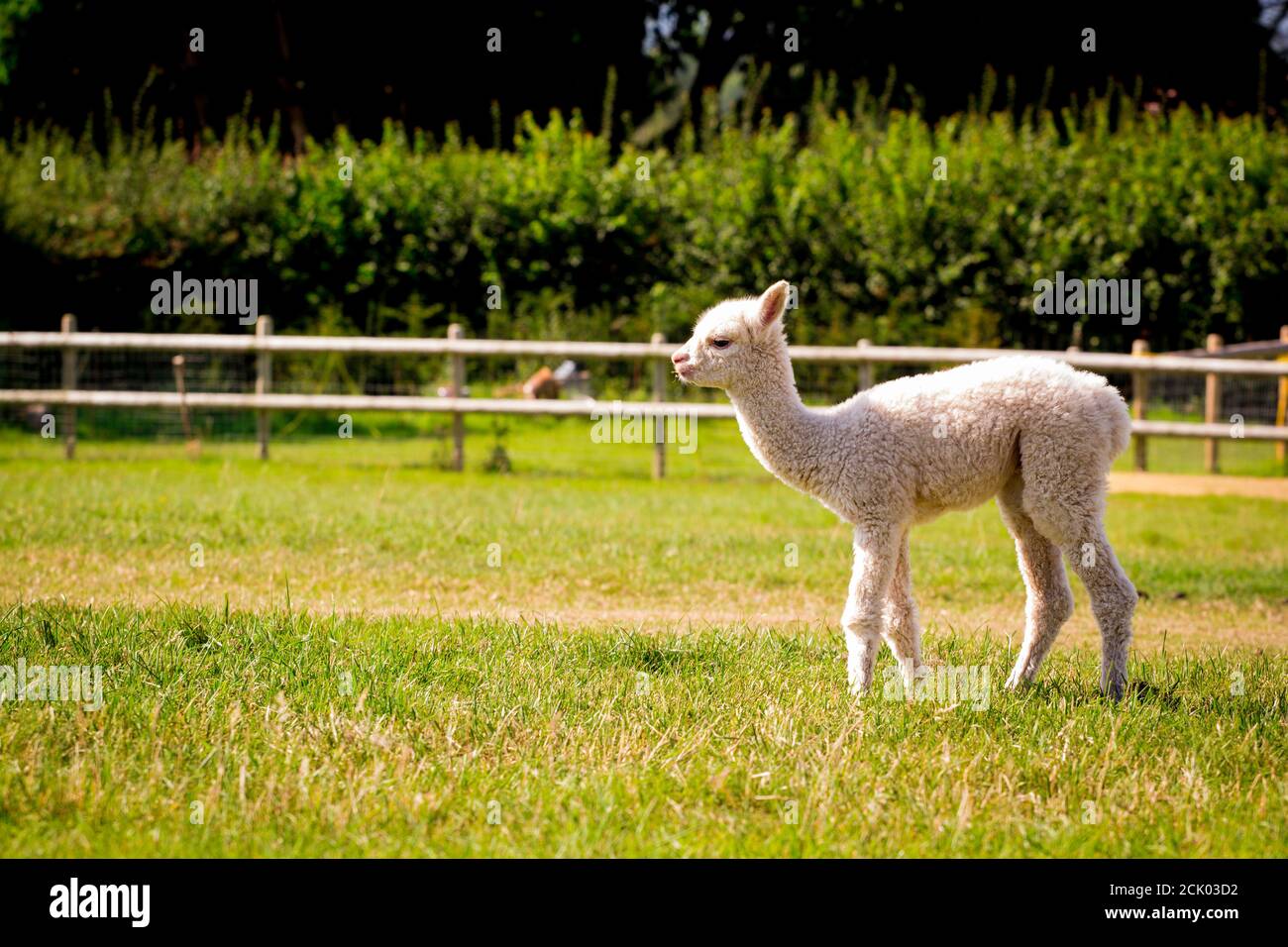 Newborn alpaca hires stock photography and images Alamy