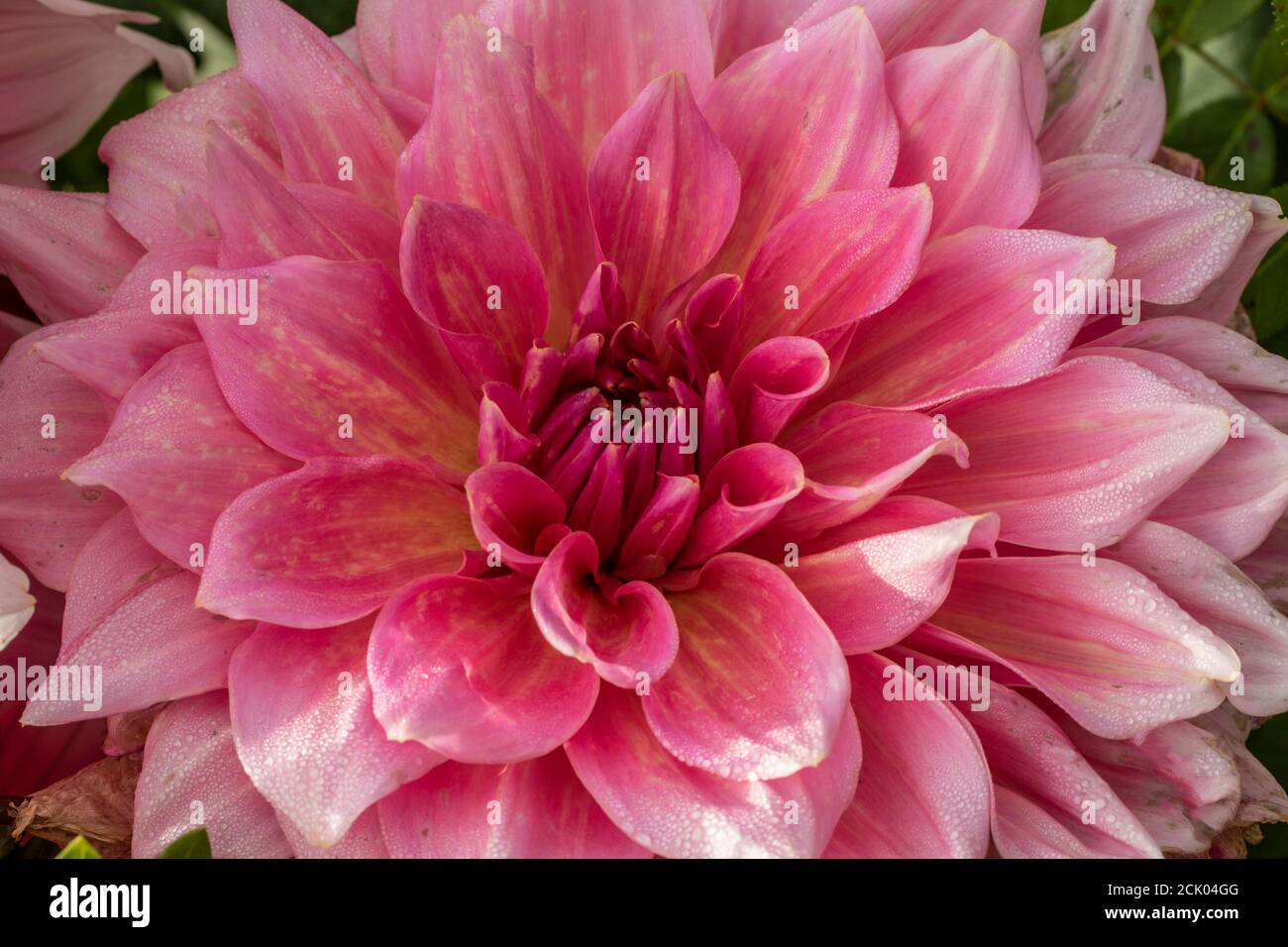 Patterns in nature, close-up natural flower portrait of pink Dahlia Stock  Photo - Alamy