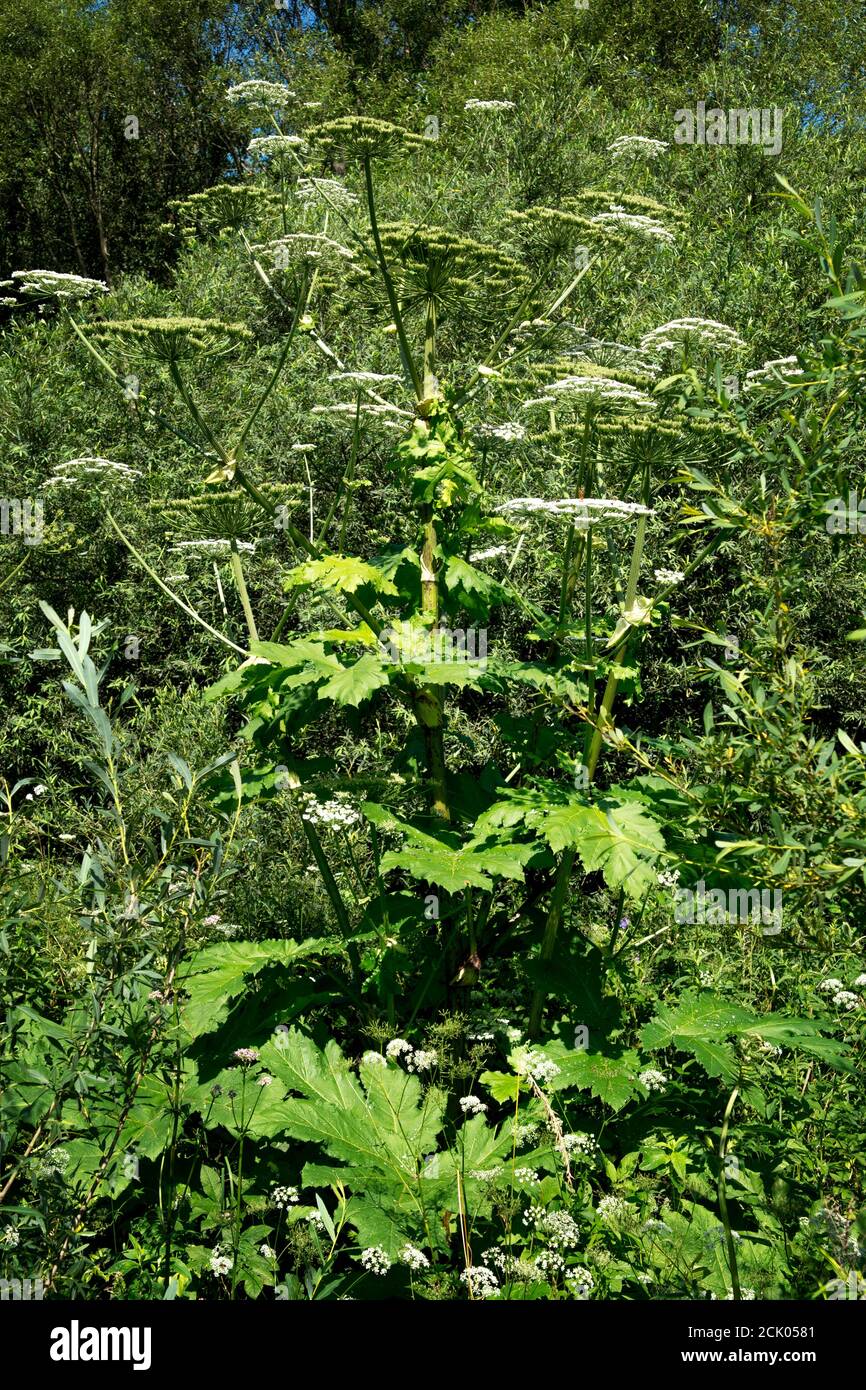 Dangerous, toxic plant cow Parsnip Sosnowski (Heracleum sosnowskyi) blossoms. Stock Photo