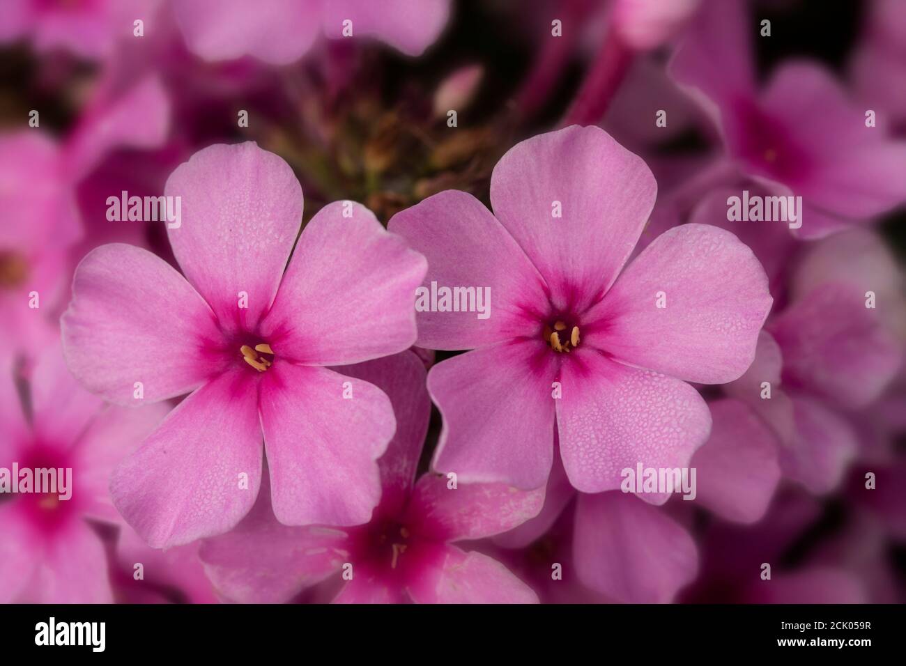 Phlox Paniculata 'Eva Cullum' close-up natural flower portrait Stock Photo