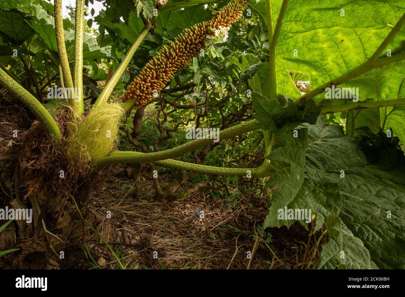 Gunnera Tinctoria, patterns and shapes in nature portrait Stock Photo