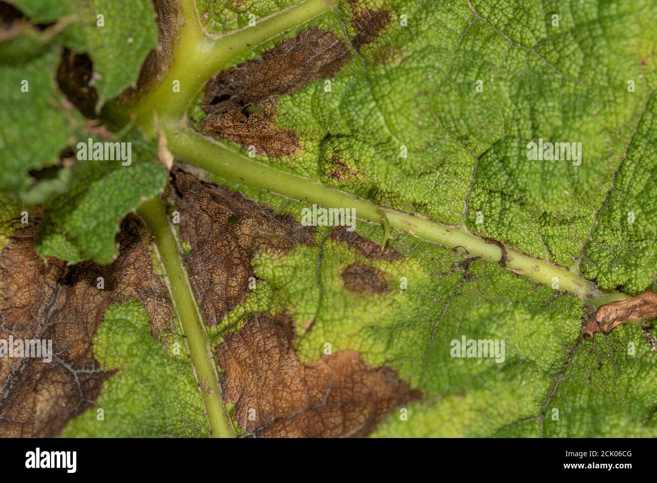 Gunnera Tinctoria, patterns and shapes in nature portrait Stock Photo