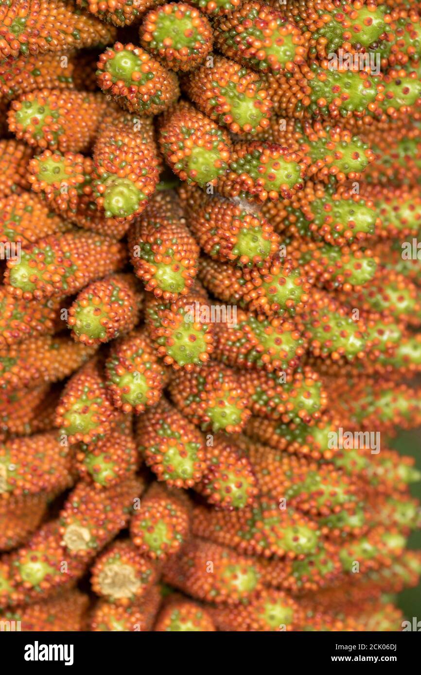 Gunnera Tinctoria, patterns and shapes in nature portrait Stock Photo