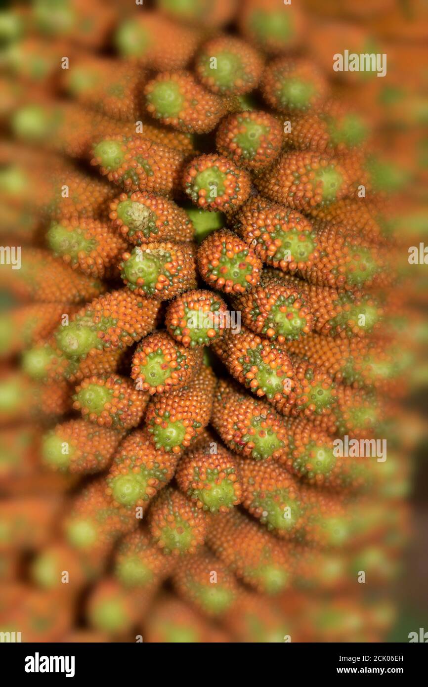 Gunnera Tinctoria, patterns and shapes in nature portrait Stock Photo
