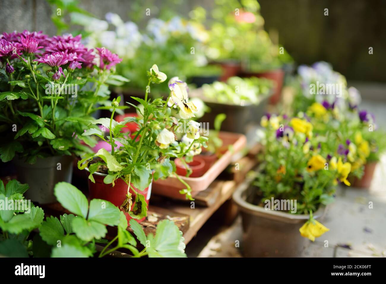 Various green plants and blossoming flowers in boxes on a doorstep. Decorating house windows at summer. Stock Photo