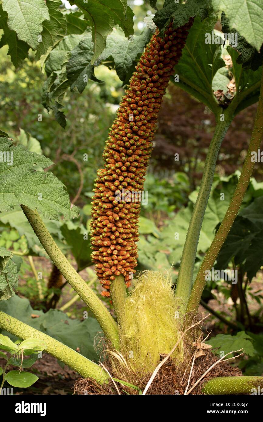 Gunnera Tinctoria, patterns and shapes in nature portrait Stock Photo