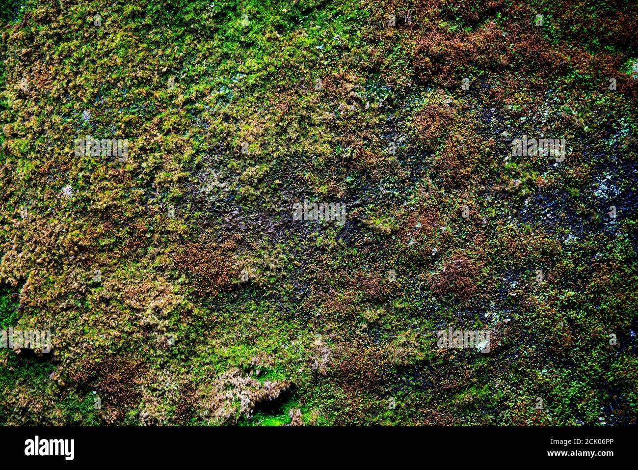 Moss Texture High Resolution Stock Photography And Images Alamy