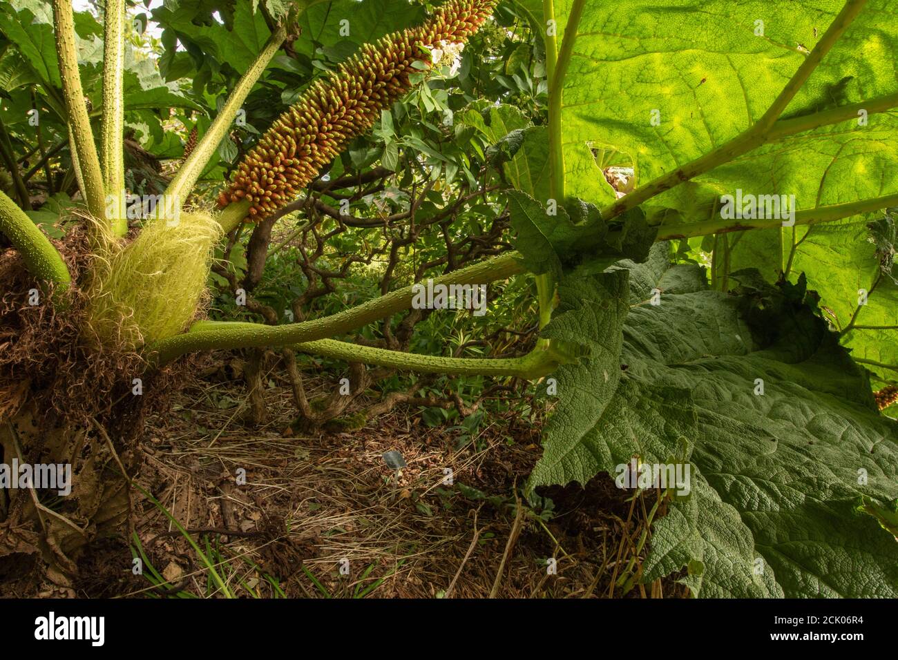 Gunnera Tinctoria, patterns and shapes in nature portrait Stock Photo