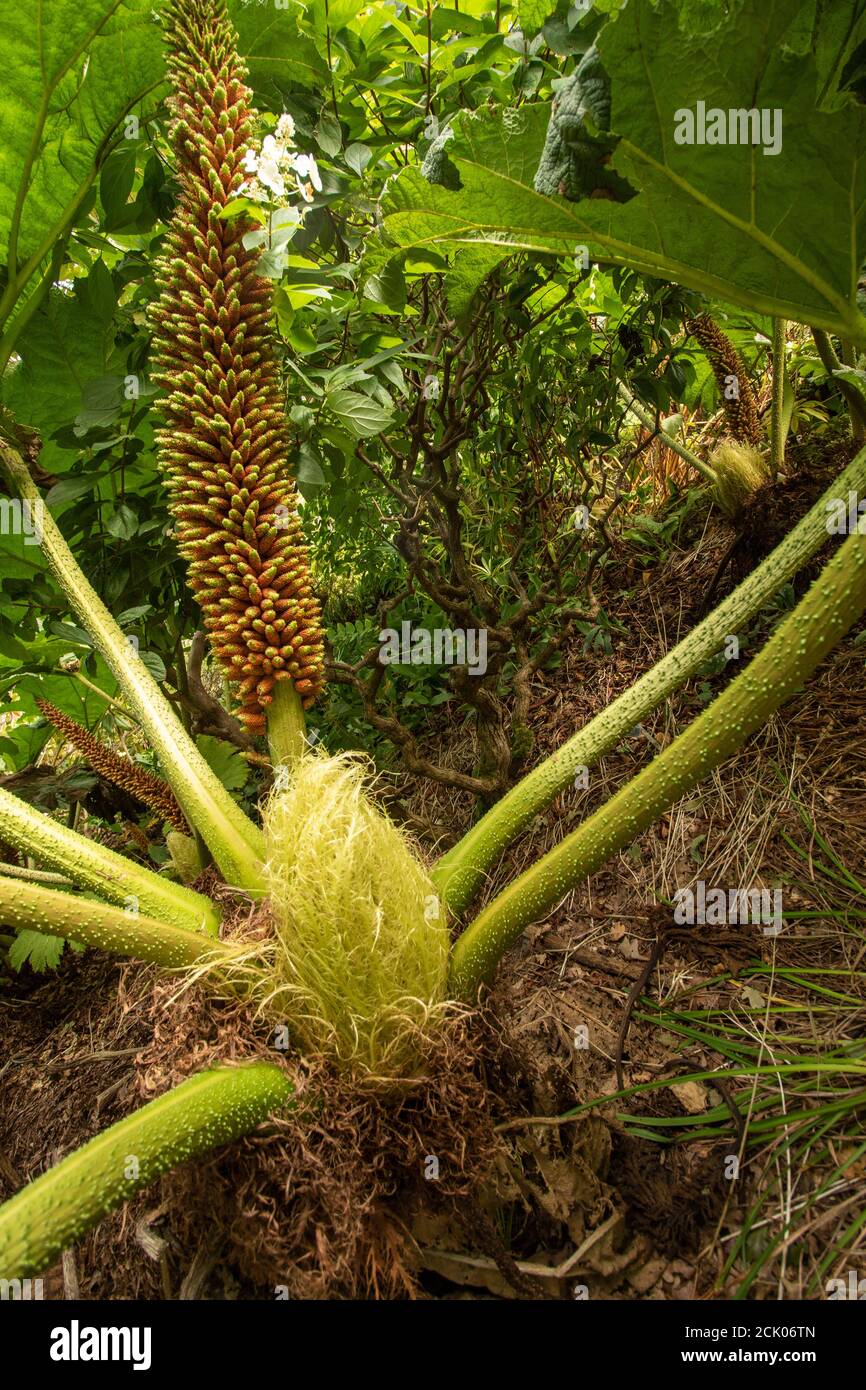 Gunnera Tinctoria, patterns and shapes in nature portrait Stock Photo