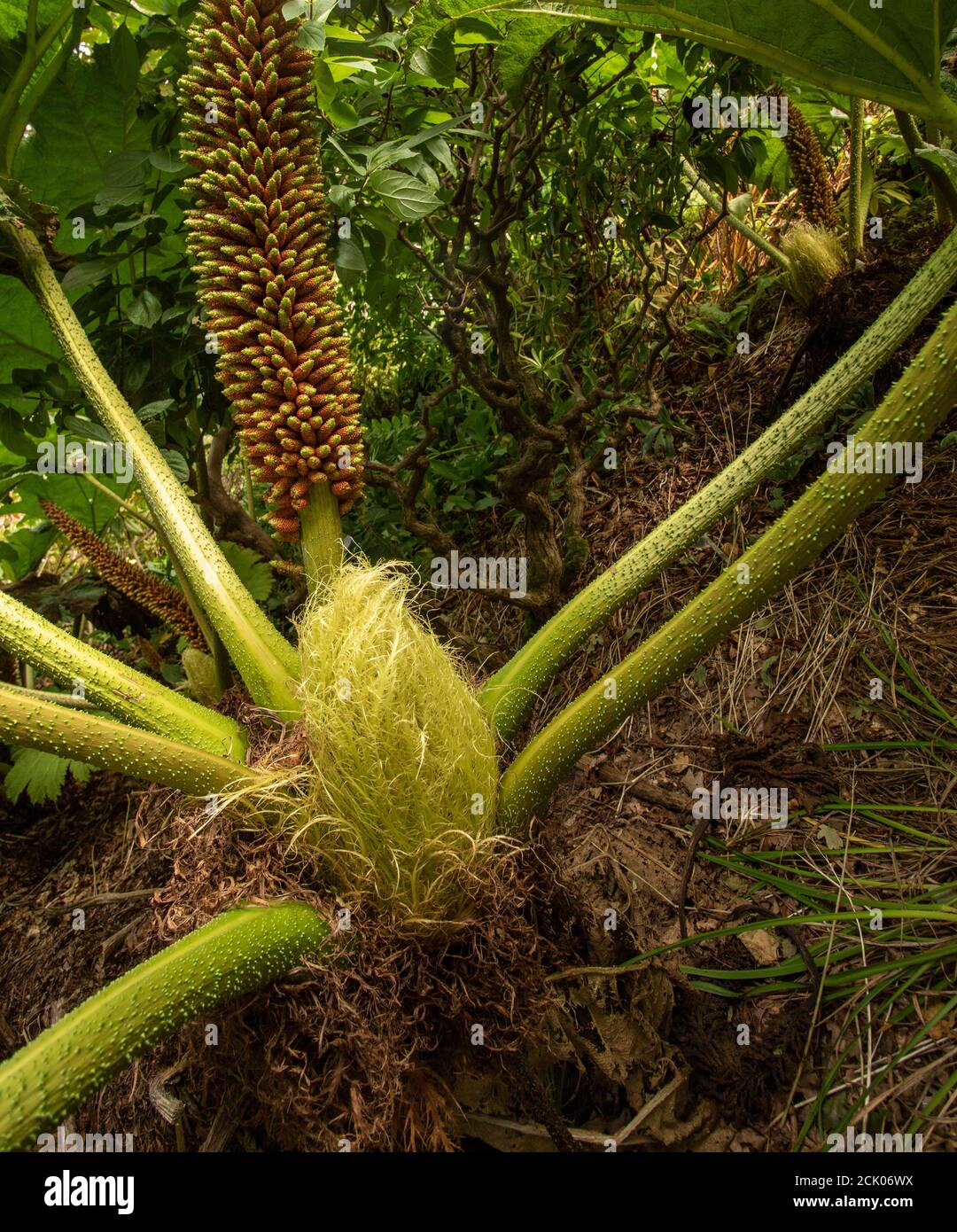Gunnera Tinctoria, patterns and shapes in nature portrait Stock Photo