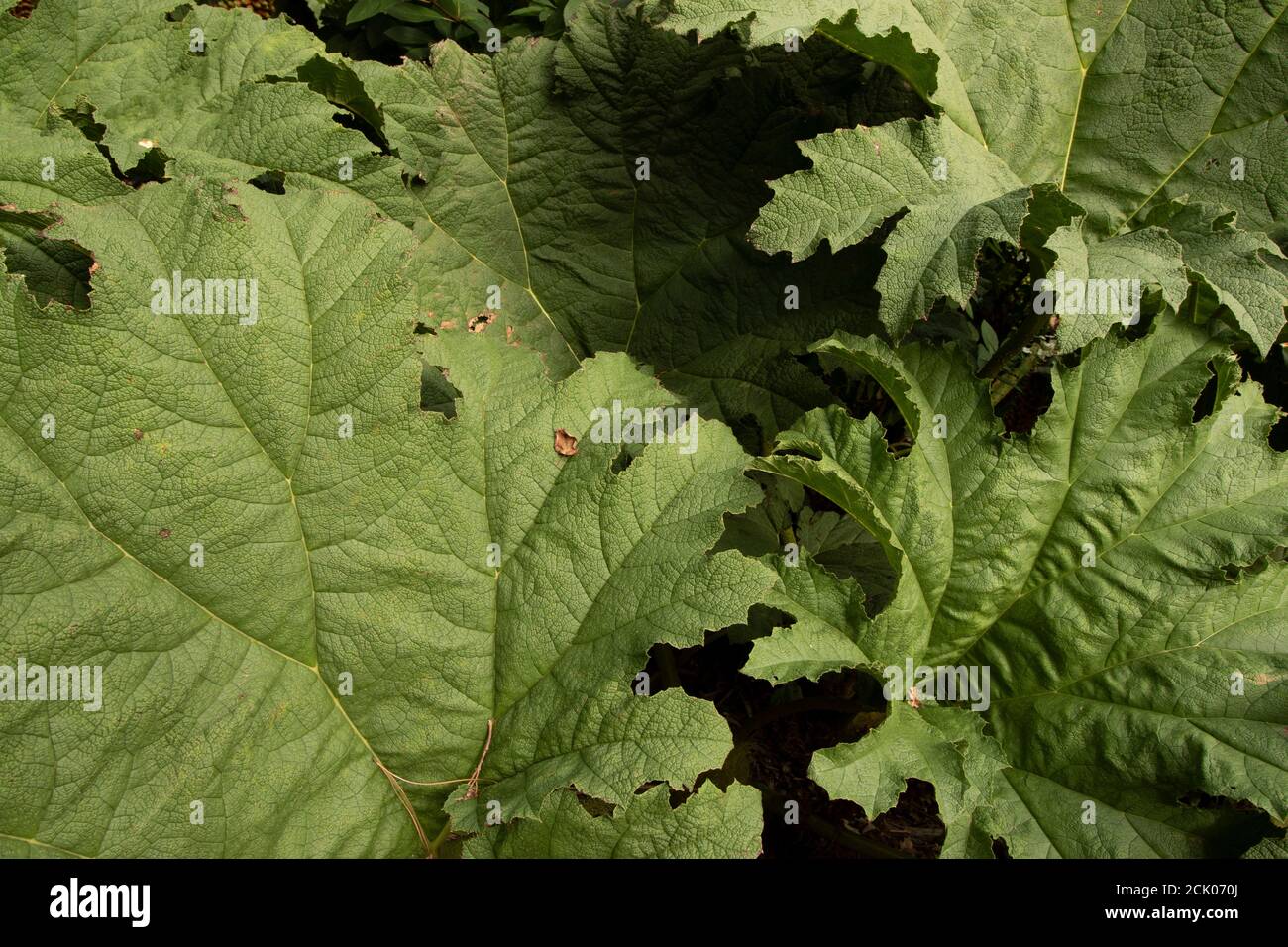 Gunnera Tinctoria, patterns and shapes in nature portrait Stock Photo