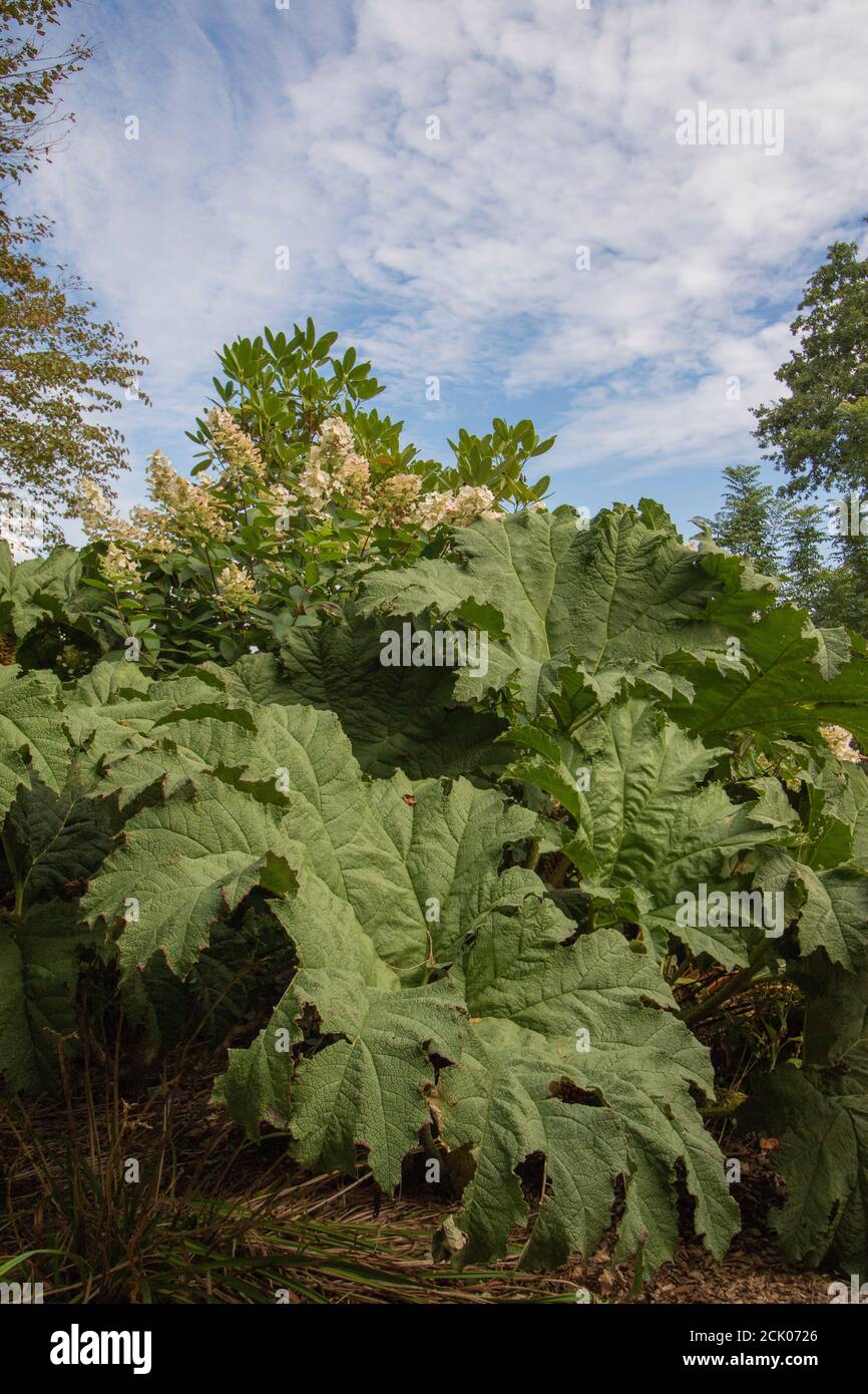 Gunnera Tinctoria, patterns and shapes in nature portrait Stock Photo