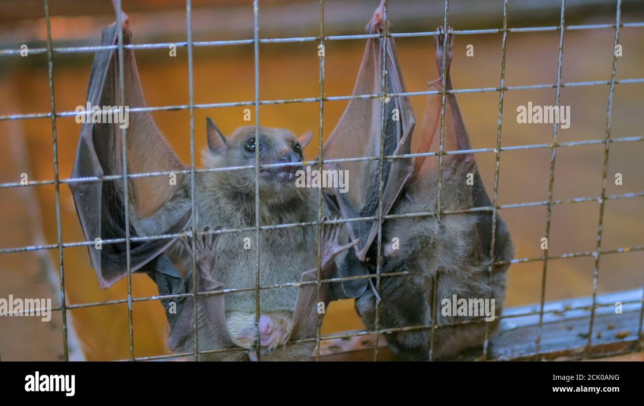 Egyptian fruit bats hires stock photography and images Alamy