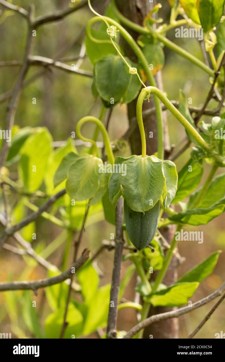 Cobaea Scandens 'Alba' fruiting vine Stock Photo