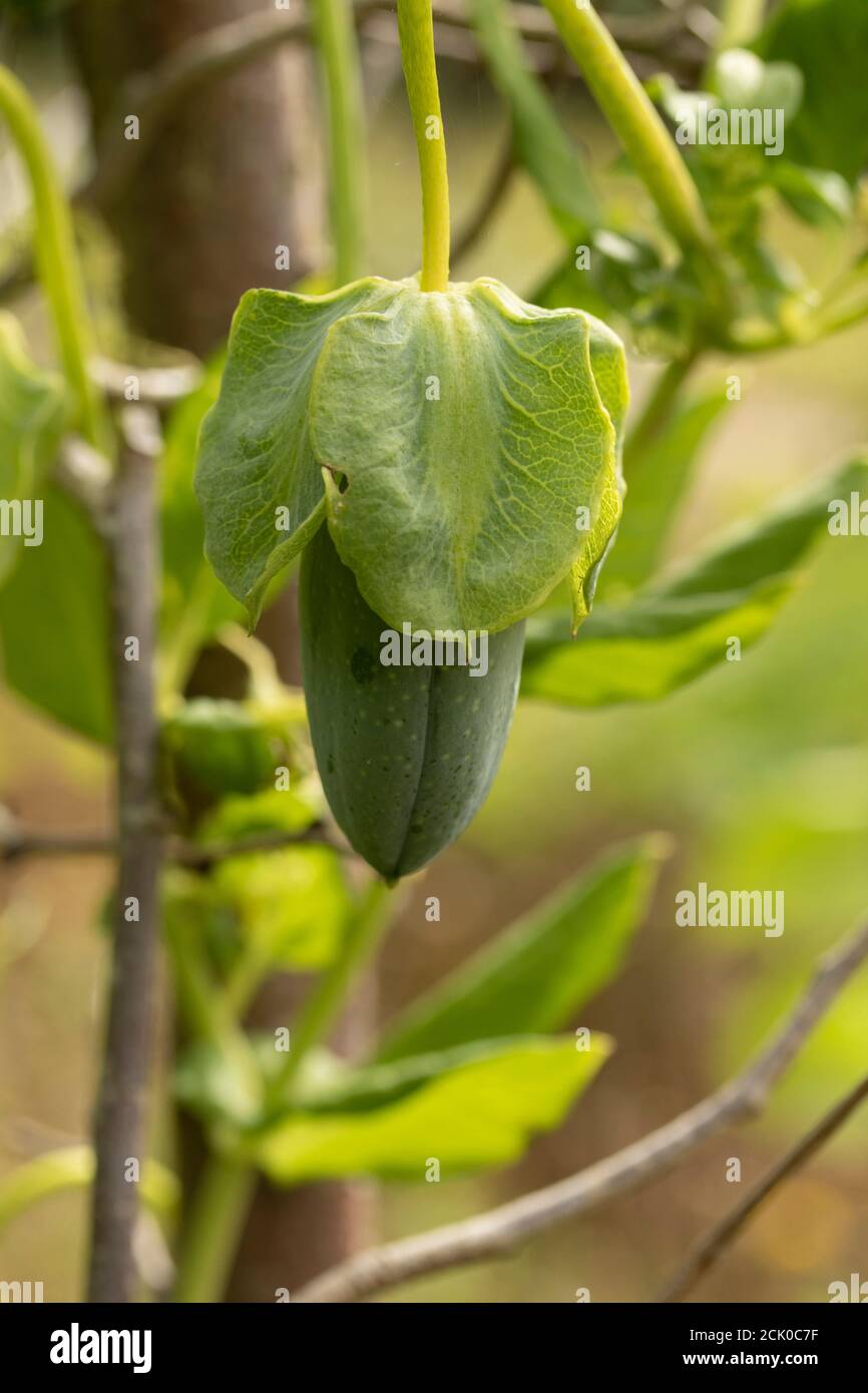 Cobaea Scandens 'Alba' fruiting vine Stock Photo