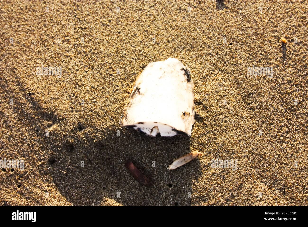piece of dry white cuttlefish bone on the sand Stock Photo