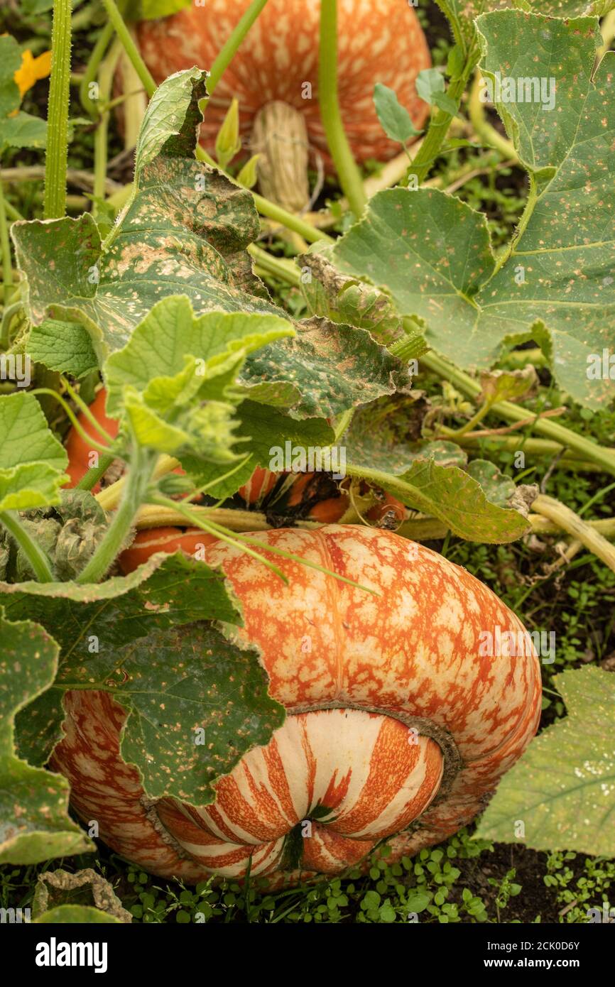 Vining squash hires stock photography and images Alamy