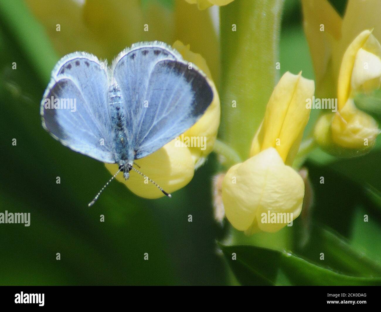 COMMON BLUE BUTTERFLY Stock Photo