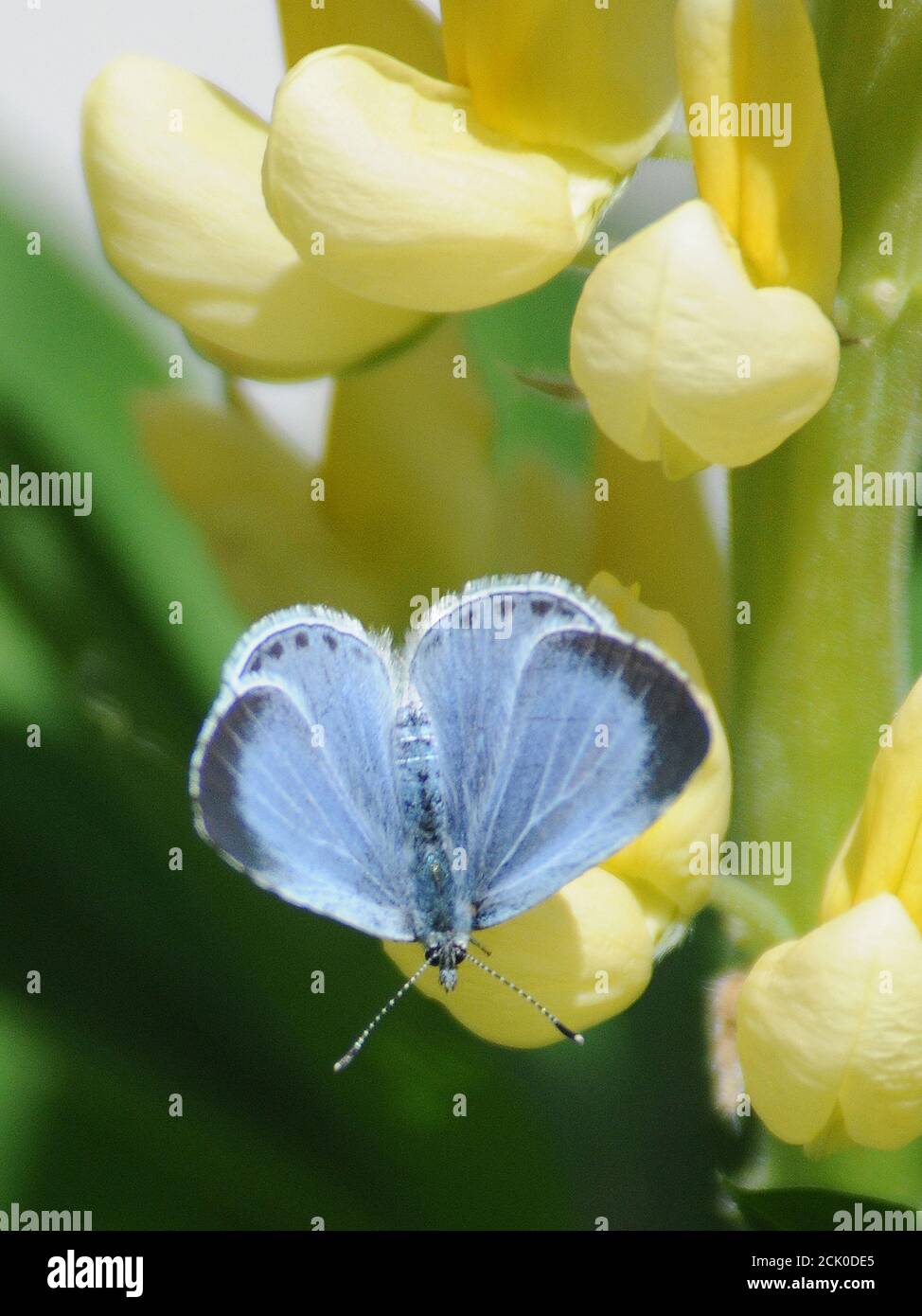 BLUE BUTTERFLY Stock Photo