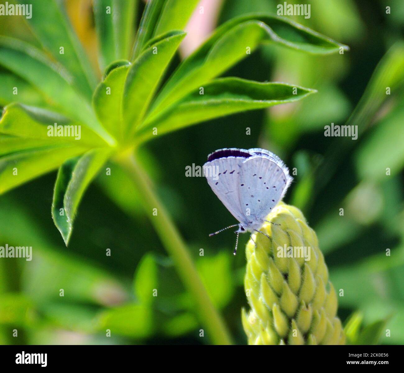 COMMON BLUE BUTTERFLY Stock Photo
