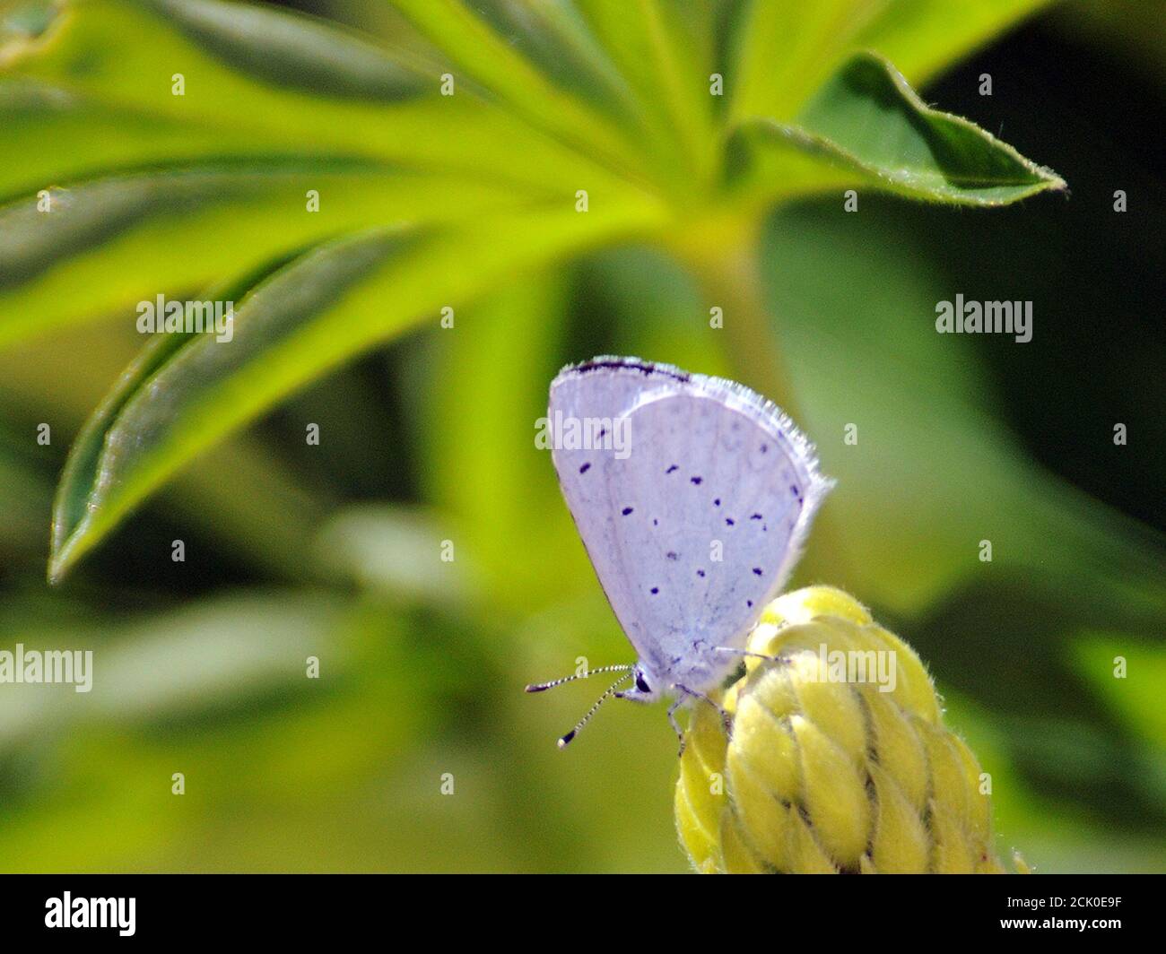 COMMON BLUE BUTTERFLY Stock Photo Alamy