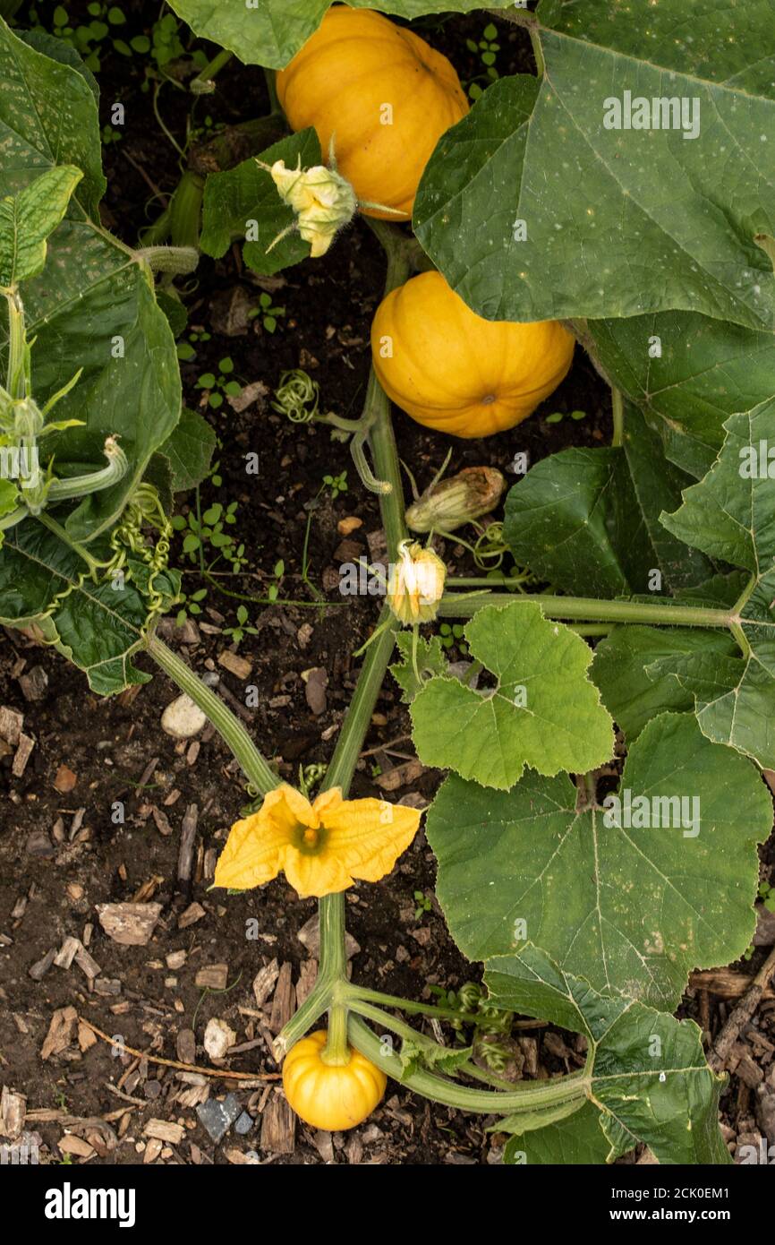Squash Gelber &amp;#39;Englischer Custard&amp;#39; Stock Photo - Alamy