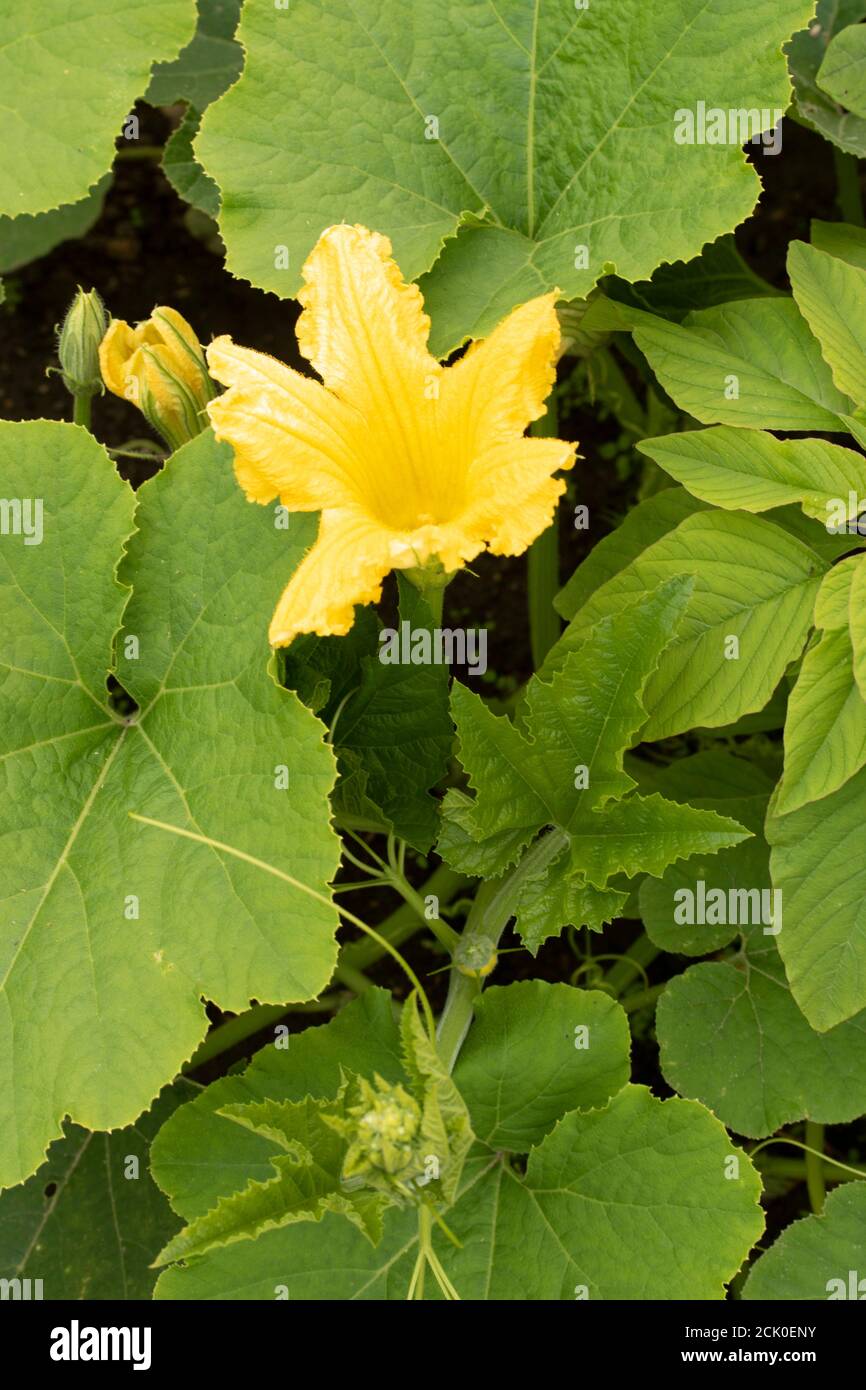 Squash Gelber Englischer Custard Stock Photo - Alamy