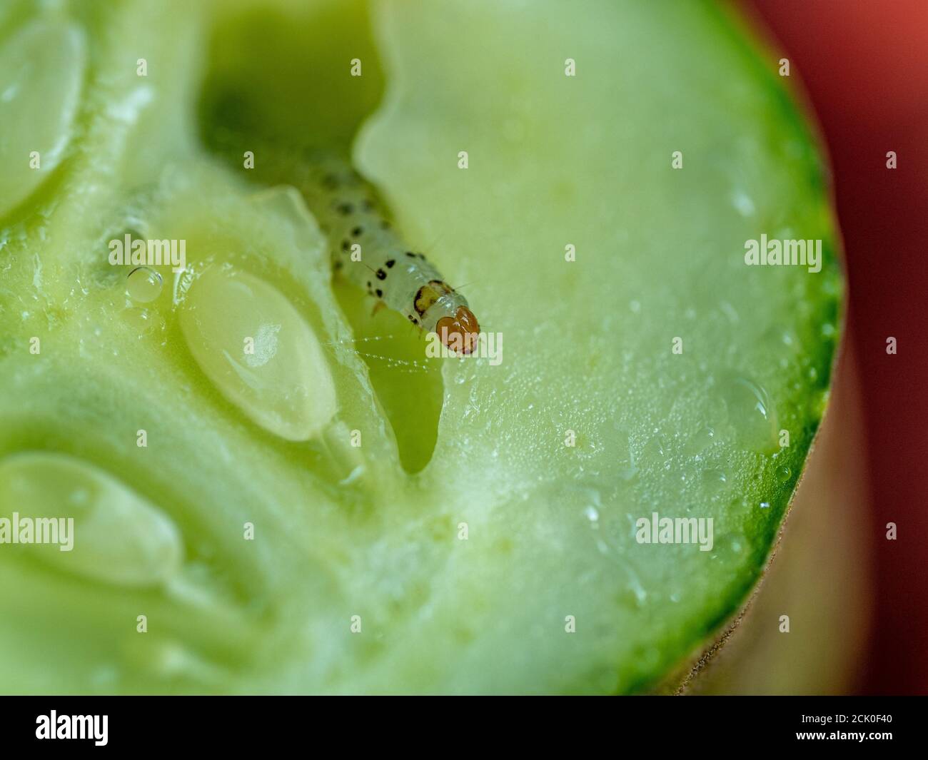 Close up of a crosssection of cucumber with pickle worm inside Stock