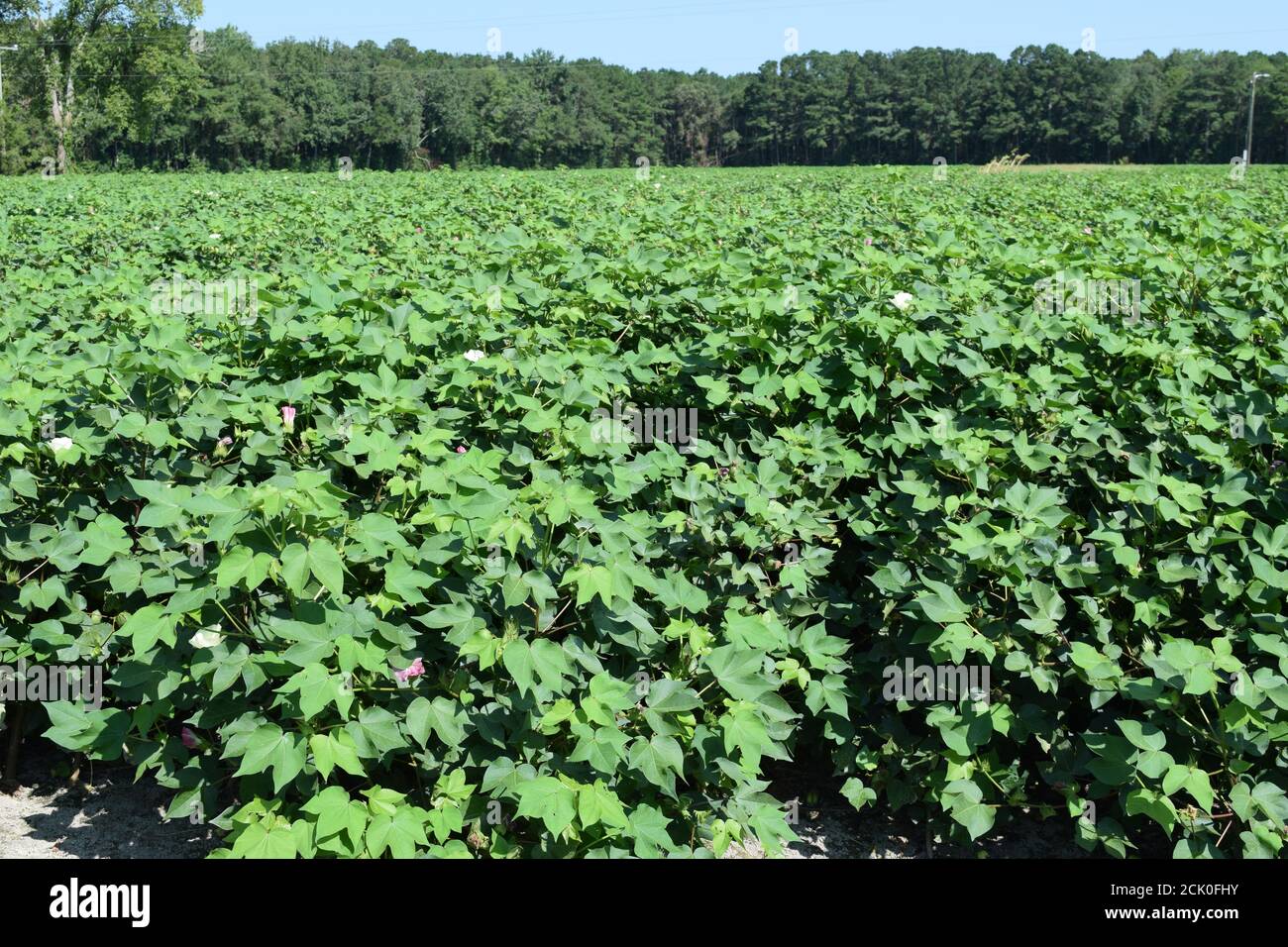 A North Carolina Cotton field in bloom Stock Photo Alamy