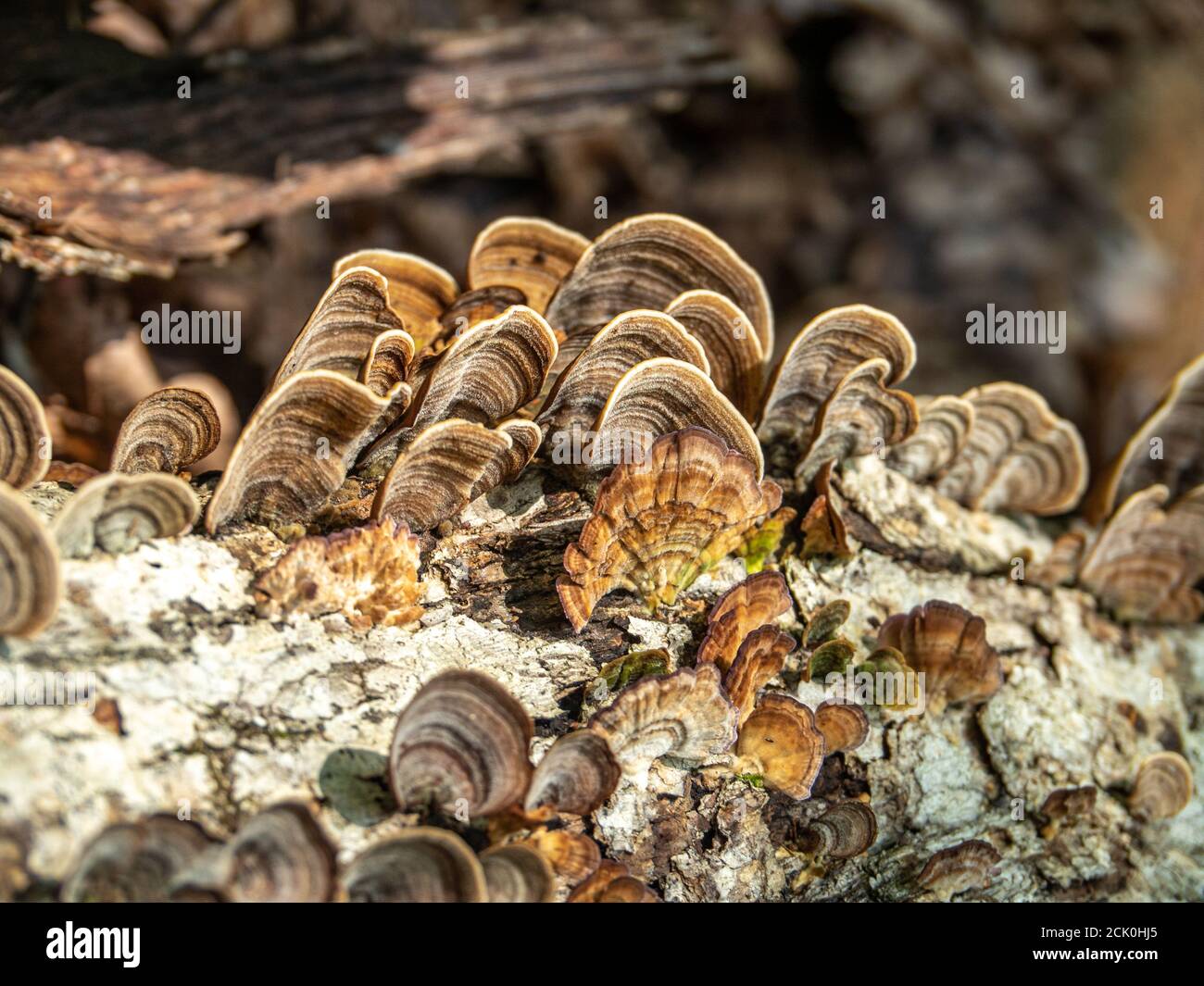 Featured image of post Pics Of Decomposers Decomposers are organisms that break down dead or decaying organisms and in doing so they carry out the natural process of decomposition