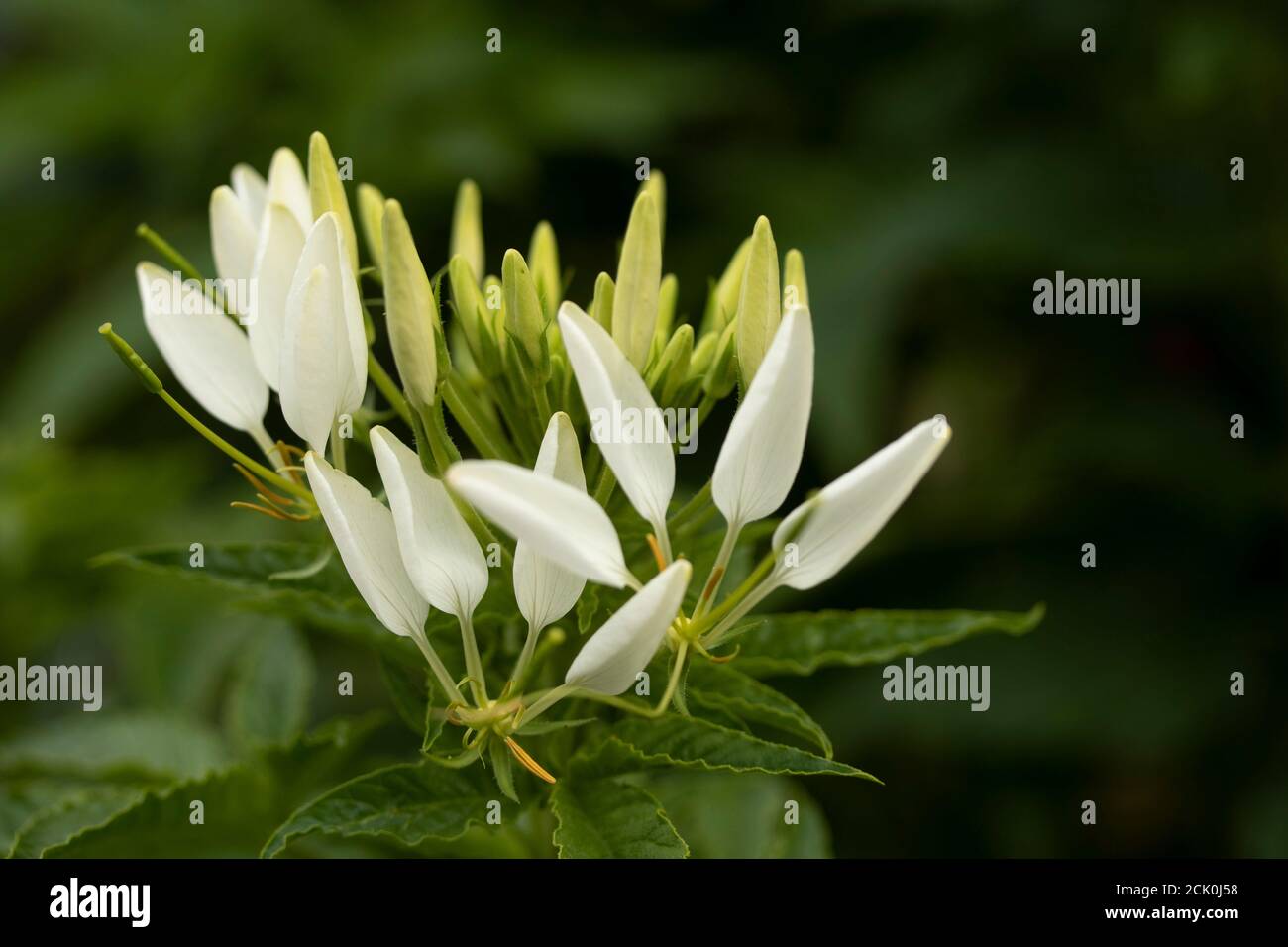 Cleome Spinosa 'White Queen' flowers Stock Photo