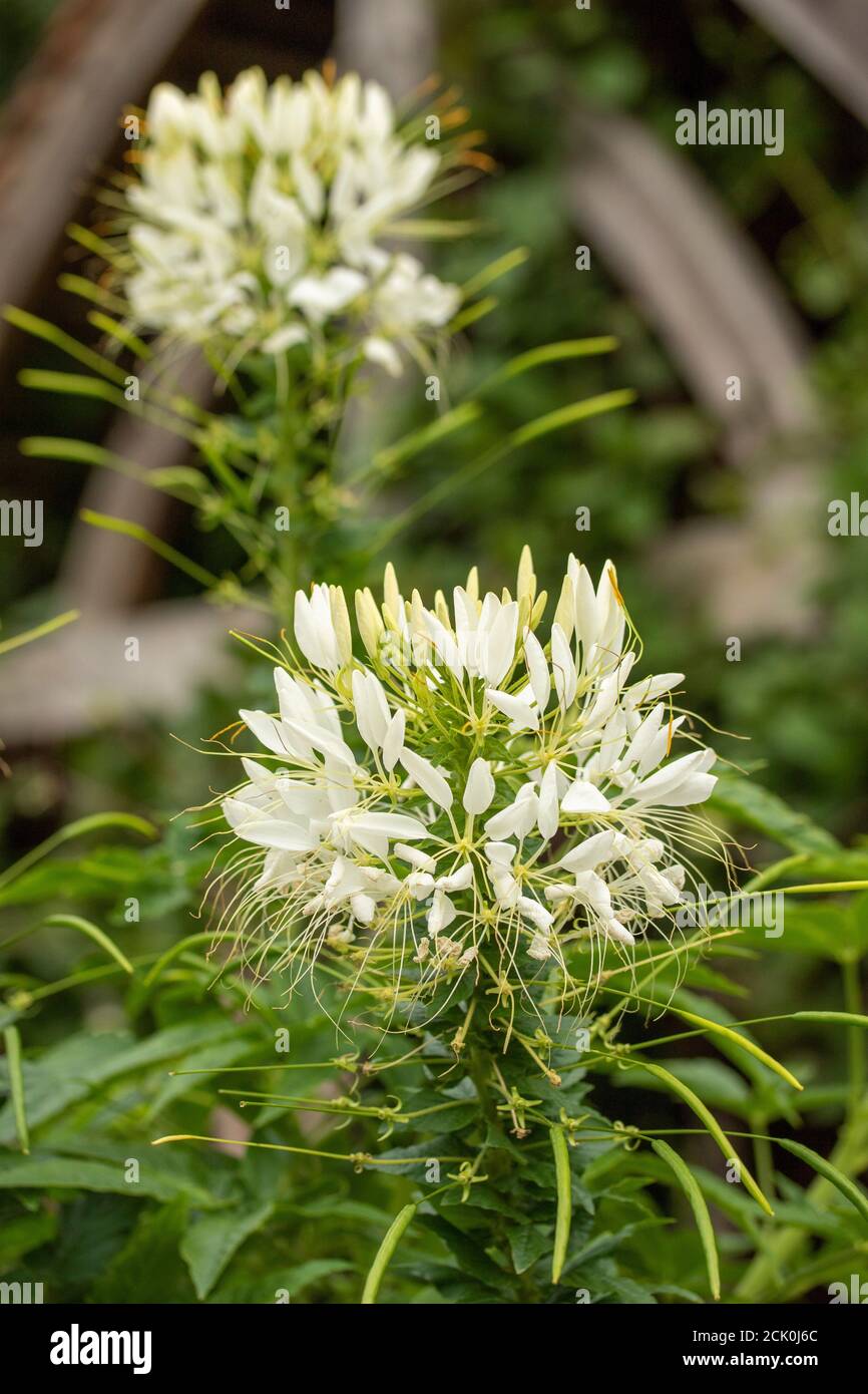 Cleome Spinosa 'White Queen' flowers Stock Photo