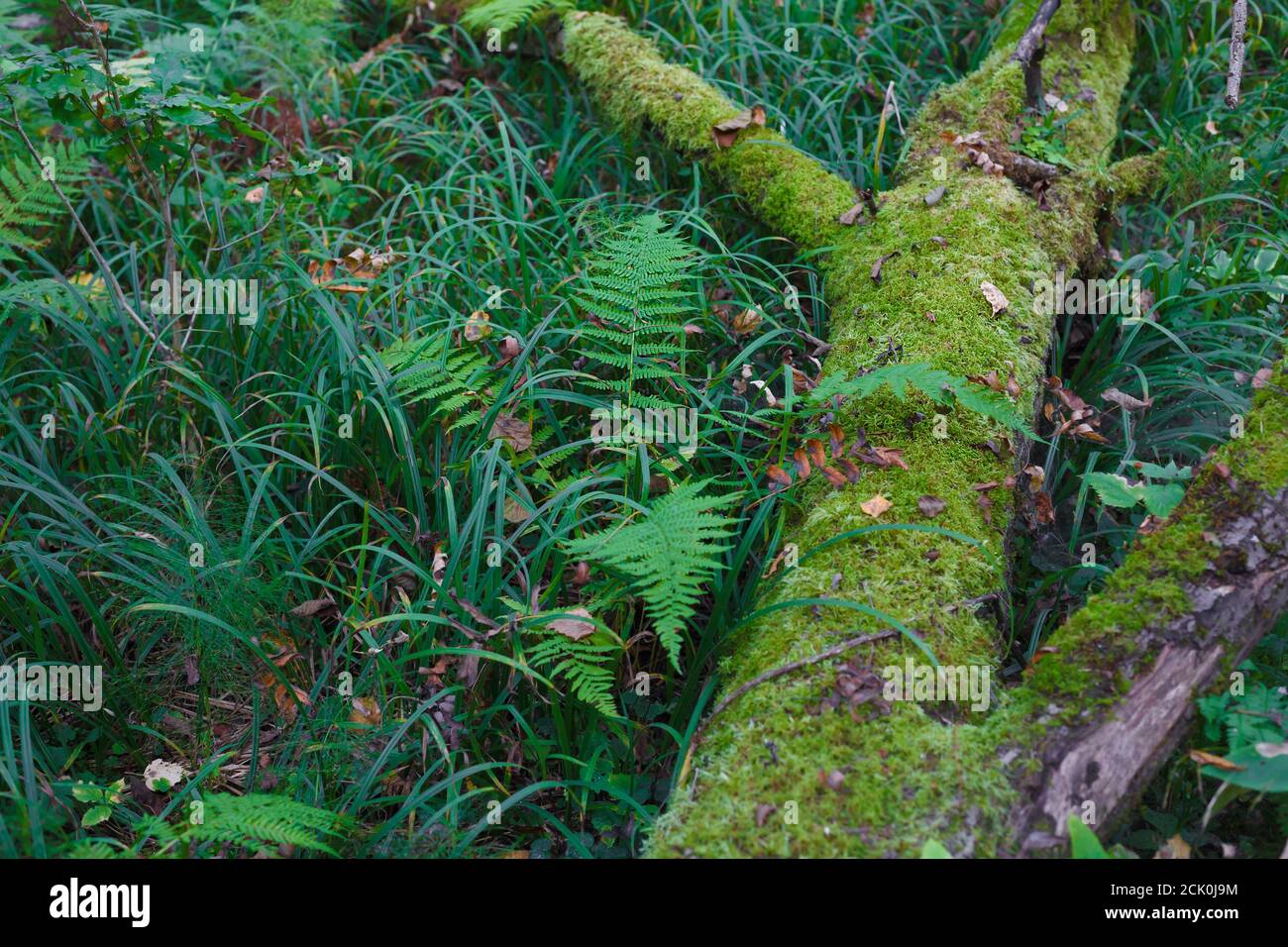 Mossy fallen tree trunk on the swamp in a forest, dangerous hidden fen covered with fern and green grass Stock Photo
